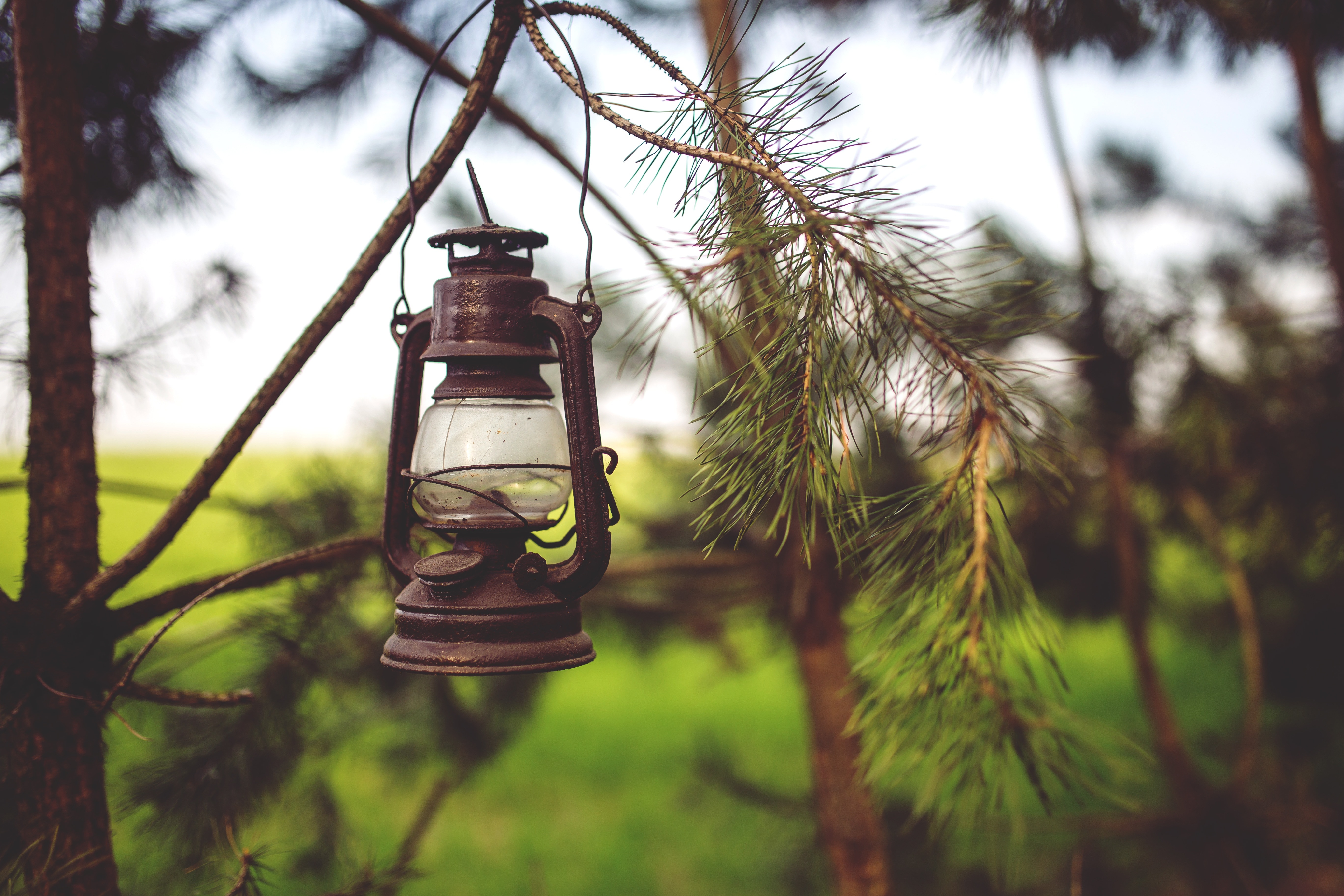 5472x3648 Paraffin, Light, Woods, Lamp, Kerosene, hanging, tree free image
