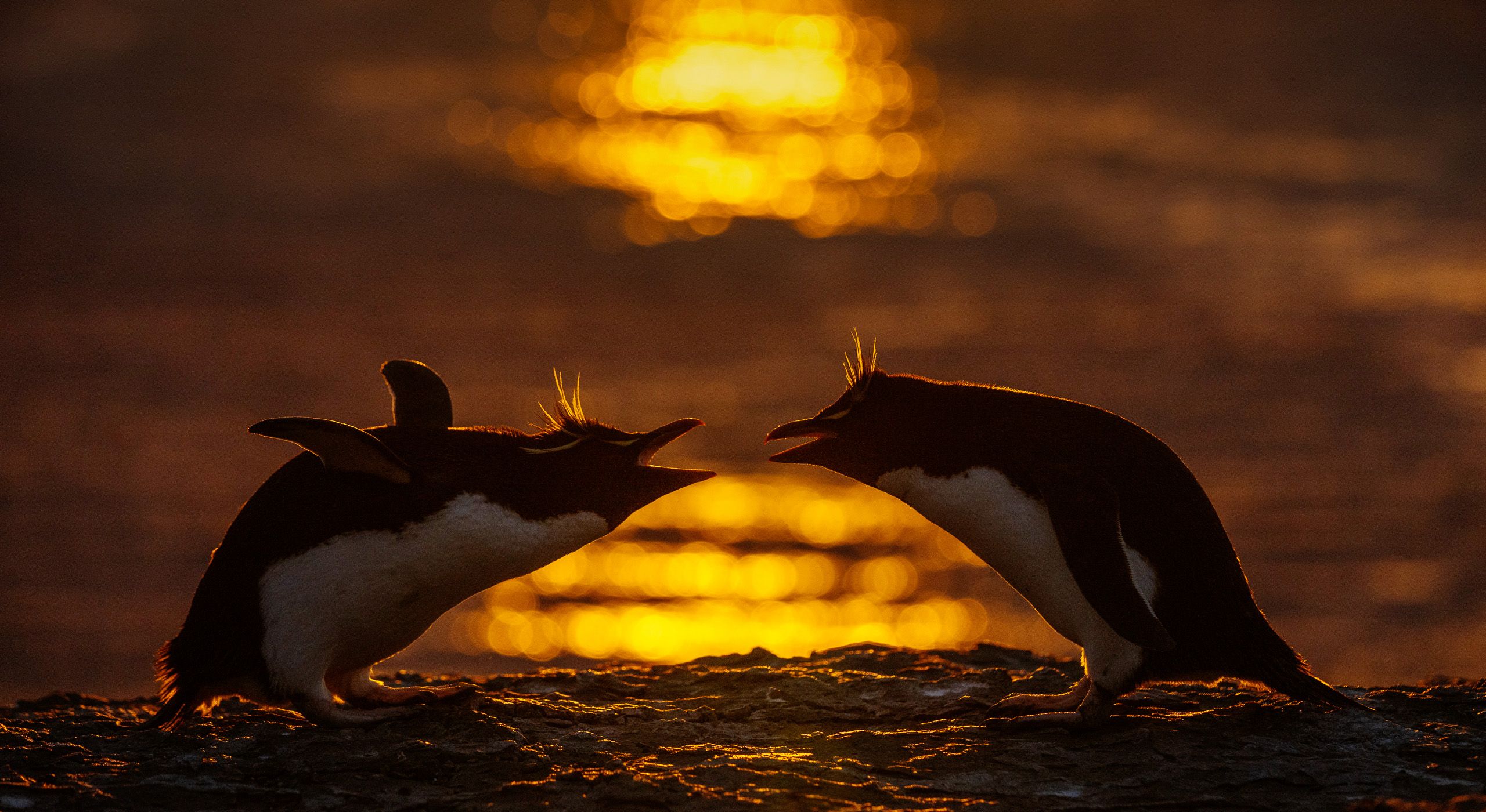 2560x1400 Visionary Wild (Falkland Islands • Visionary Wild )