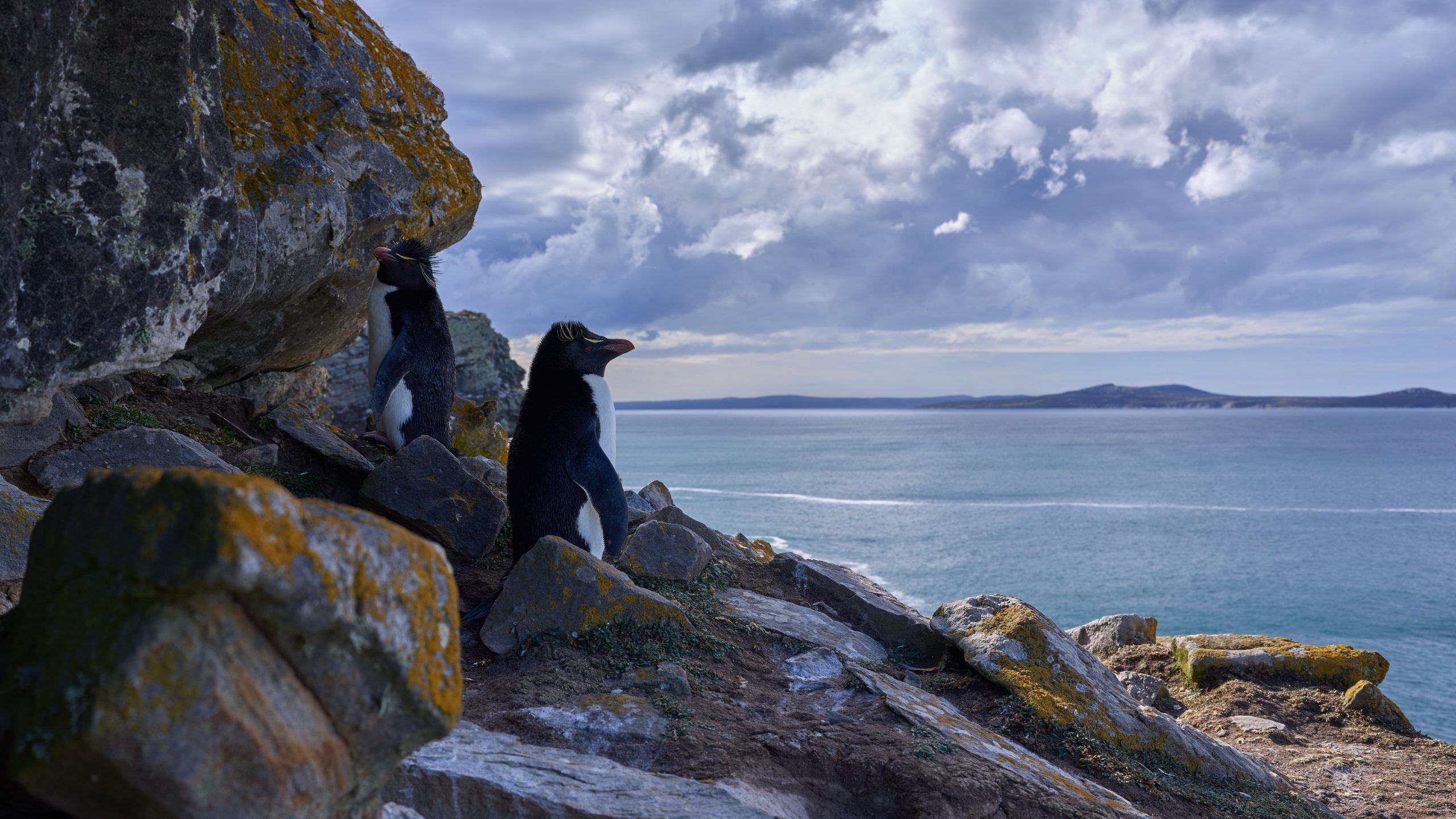2560x1440 The Falkland Islands Where Nature Has The Upper Hand