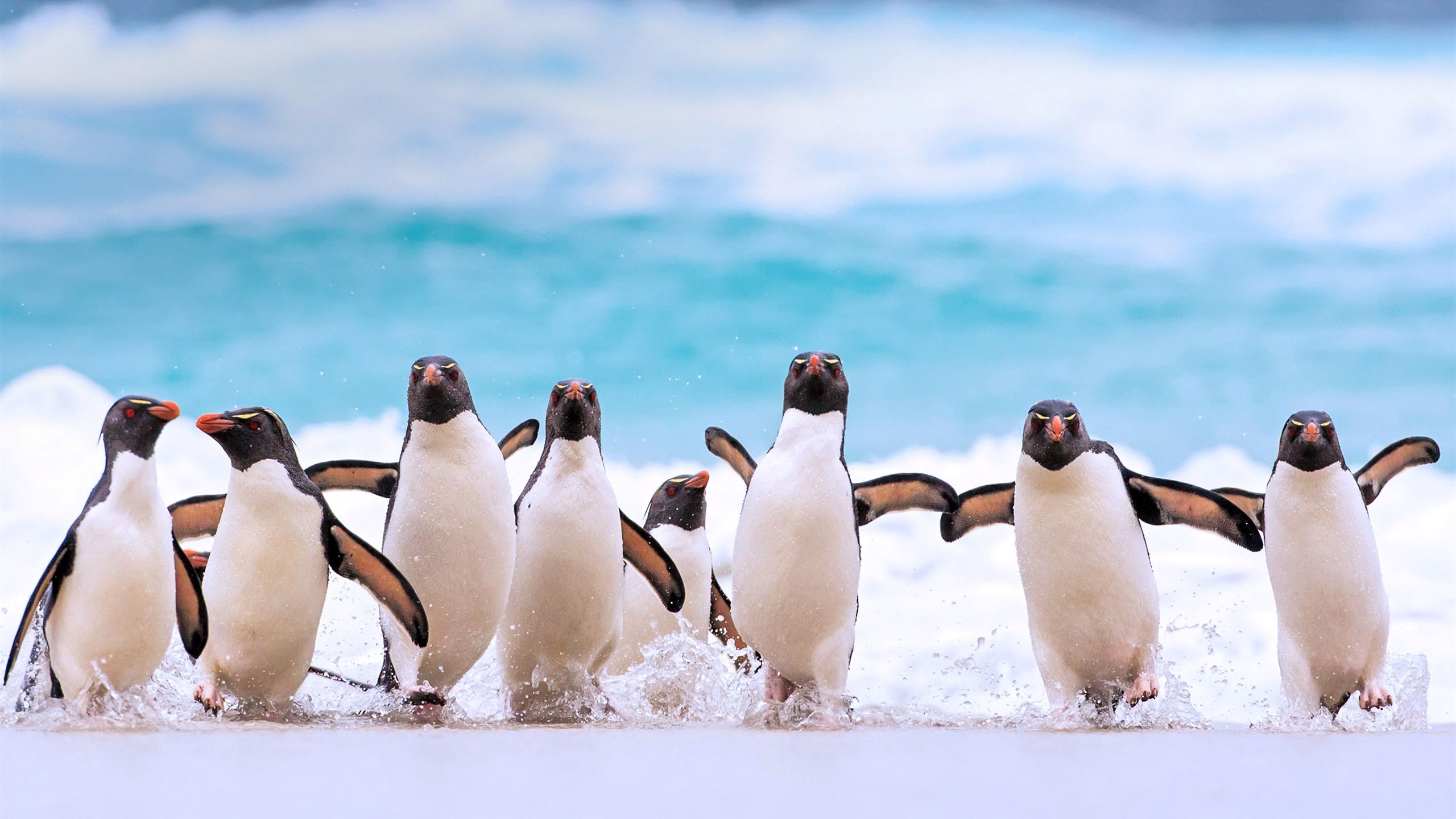 2560x1440 Falkland Islands Penguins 2020 Bing Desktop