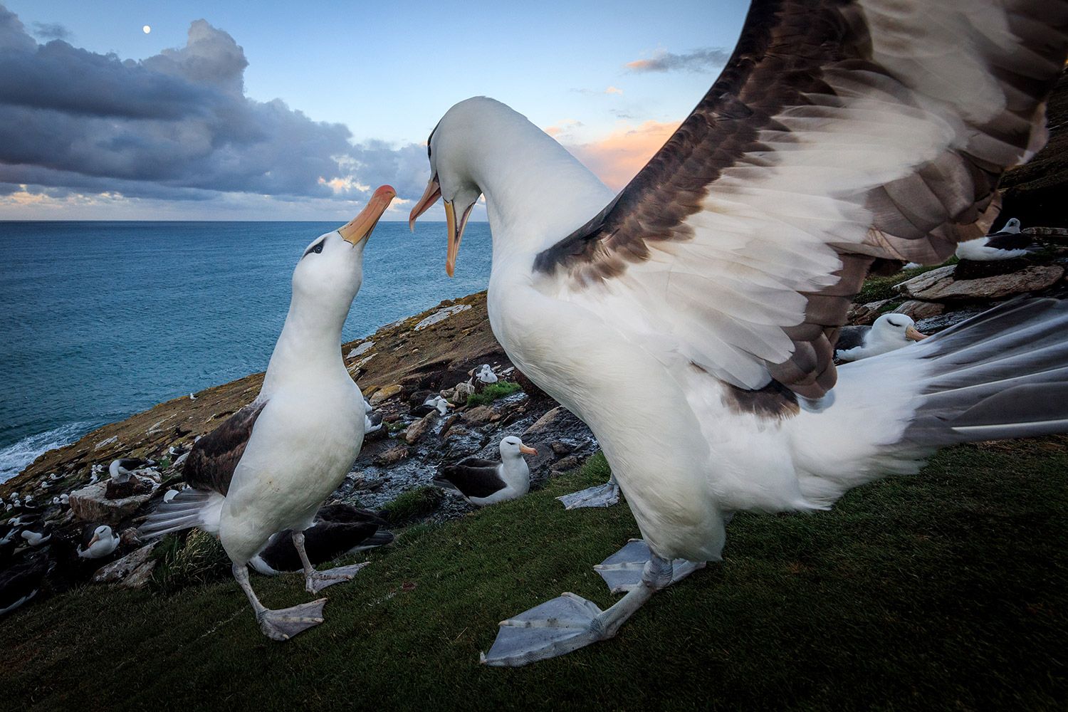 1500x1000 Photographing the Falkland Islands. Outdoor Photography Guide