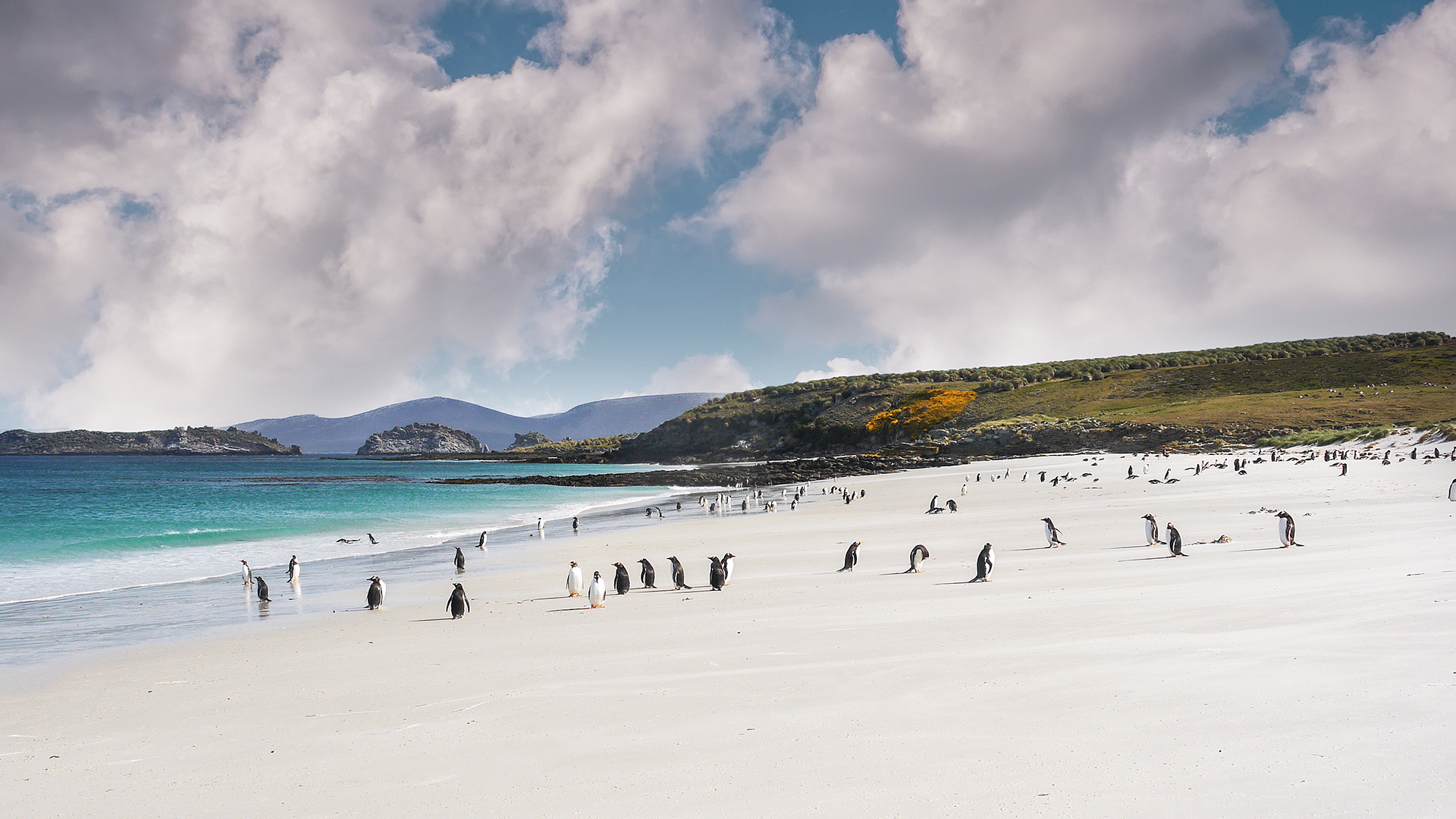 1920x1080 Falkland Islands (Malvinas). One Planet network