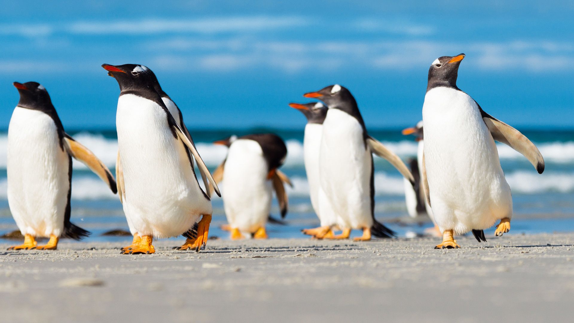 1920x1080 Falkland Islands: a natural paradise