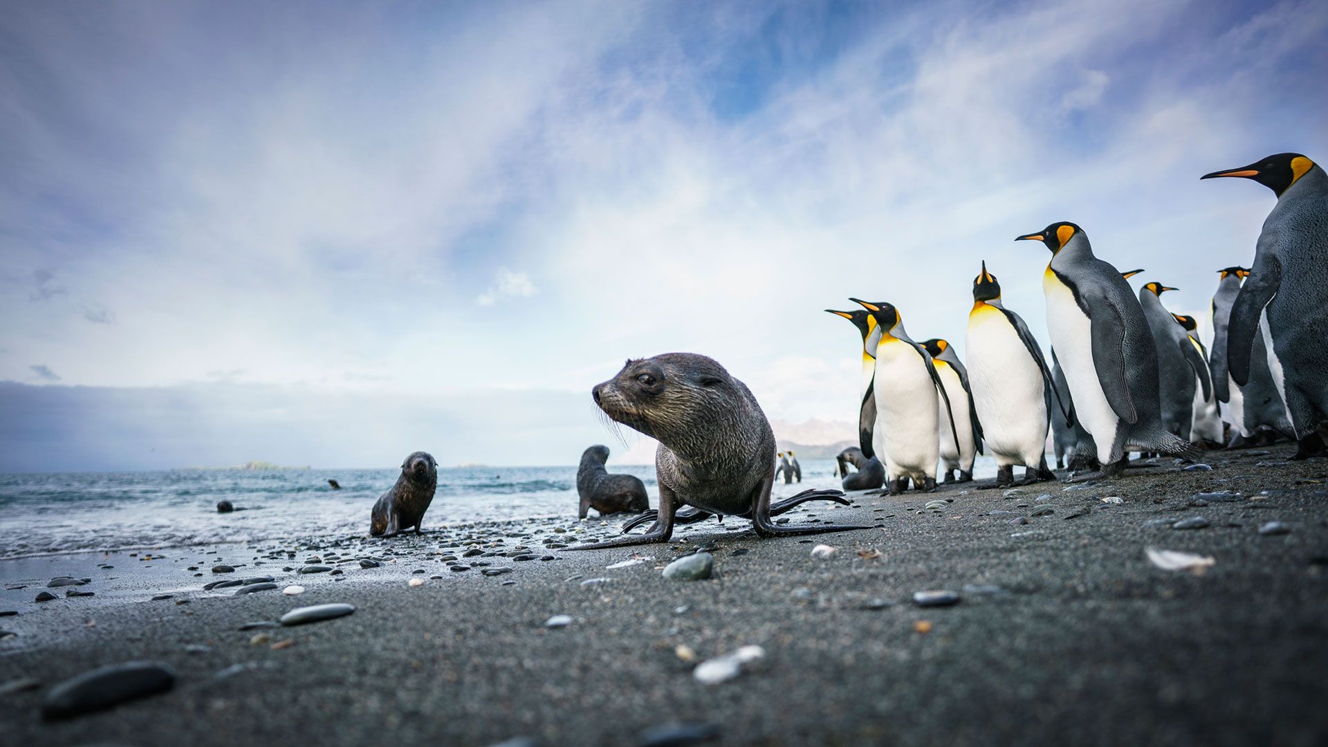 1920x1080 Falkland Islands