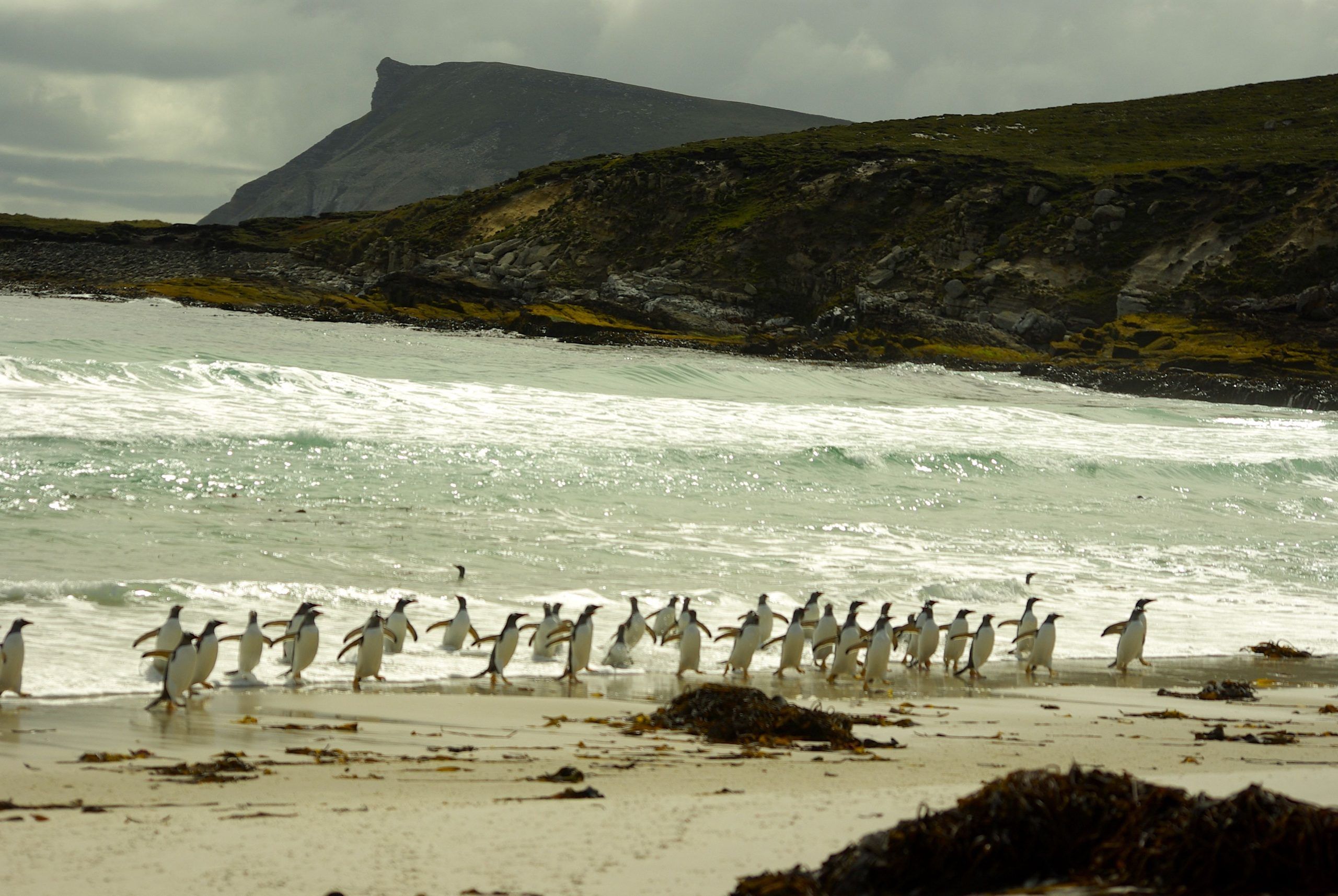 2560x1714 Falkland Islands: Nature and Adventure Await