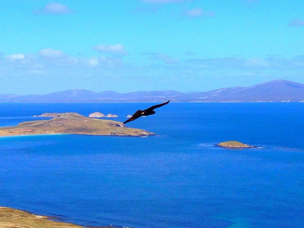 1024x768 Carcass Island, Falkland Islands
