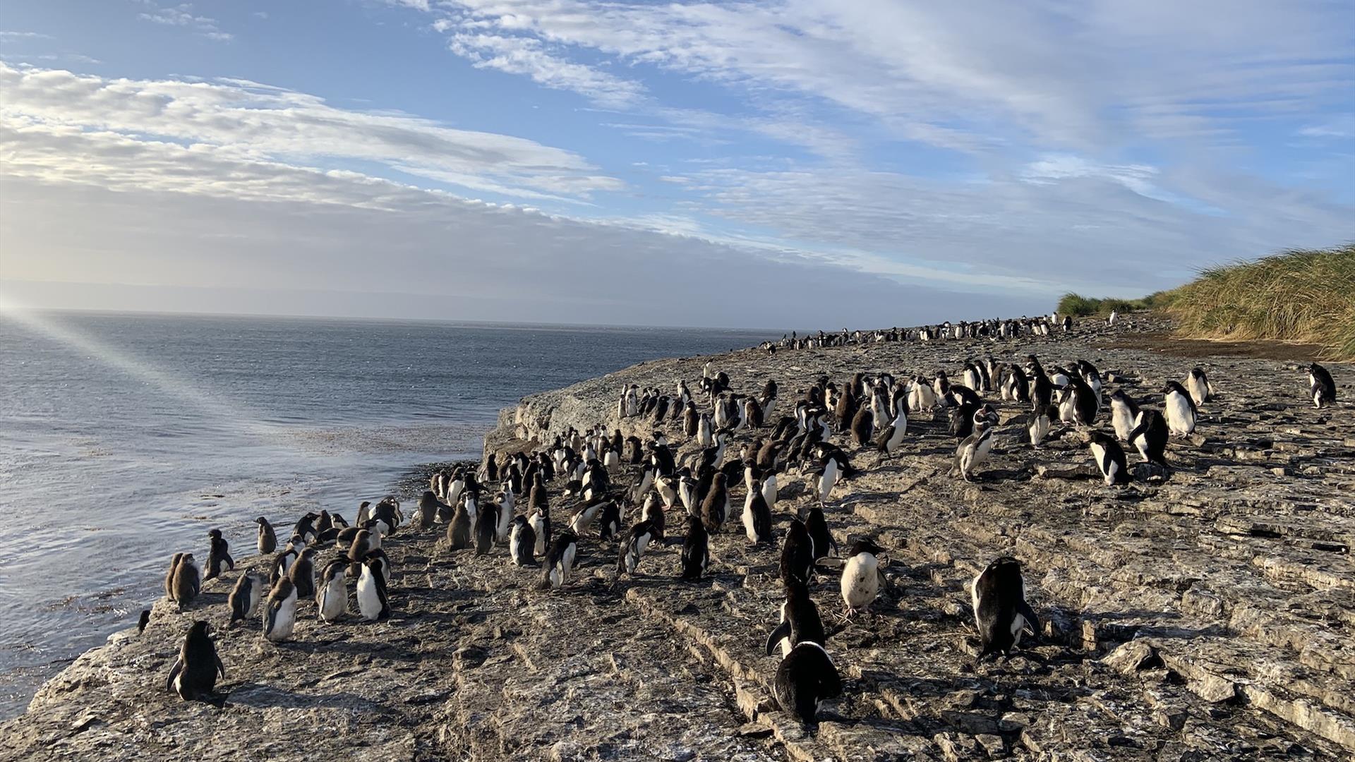 1920x1080 Discover Pebble Island, Falklands