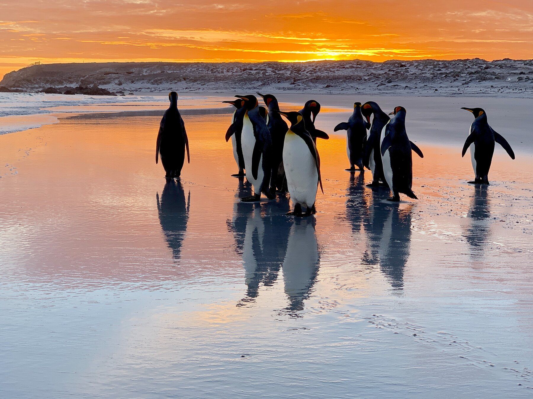 1800x1350 Photography in the Falkland Islands