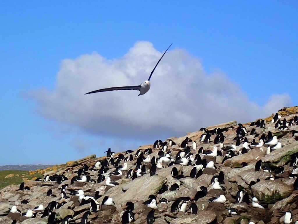 1024x768 Falkland Islands: Unique wildlife in pristine nature