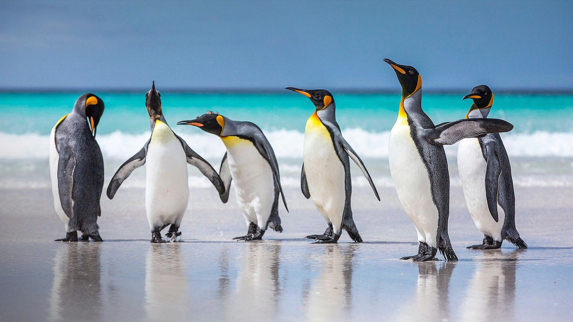 1920x1080 Falkland Islands Wallpaper