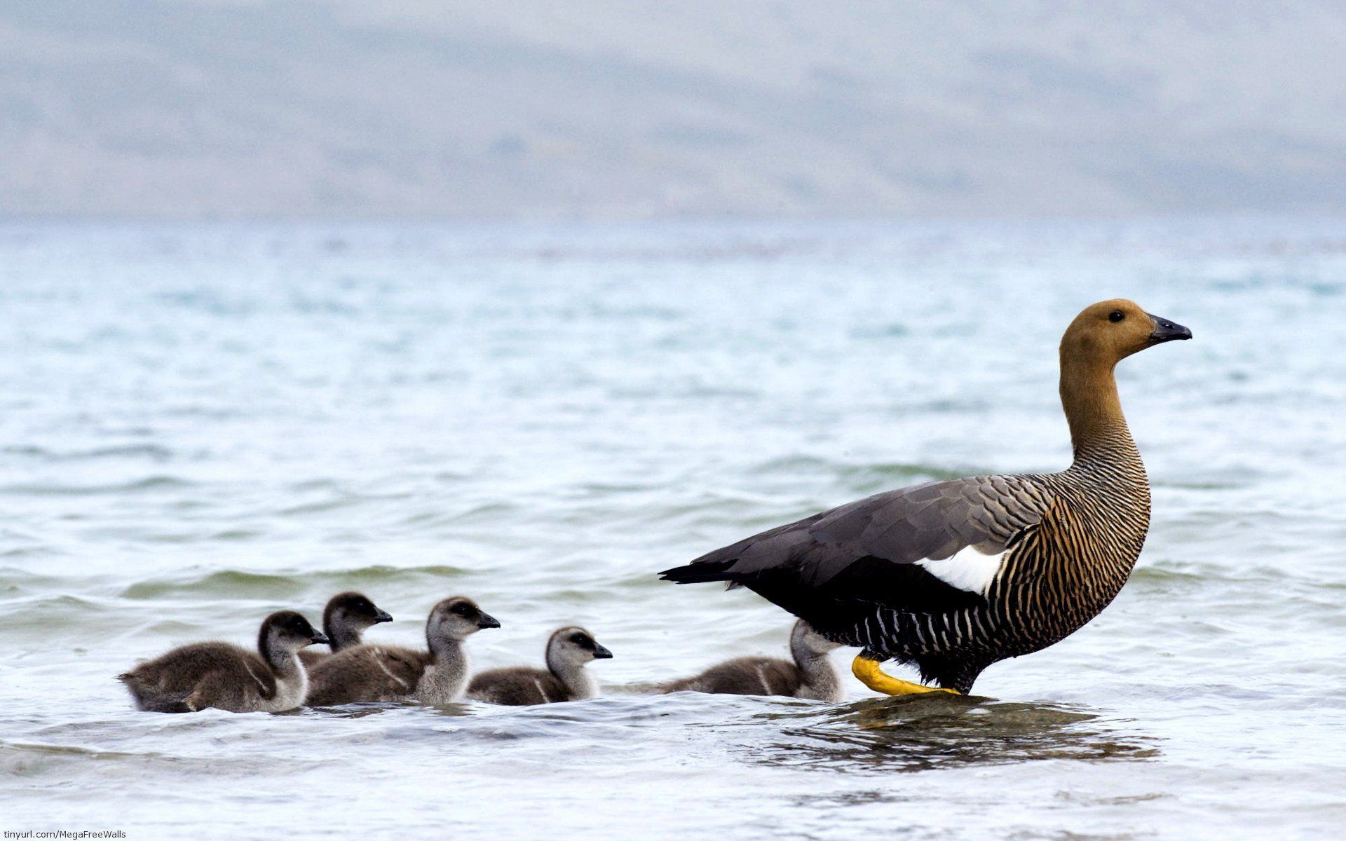 1920x1200 Falkland Islands Goose Family HD Wallpaper