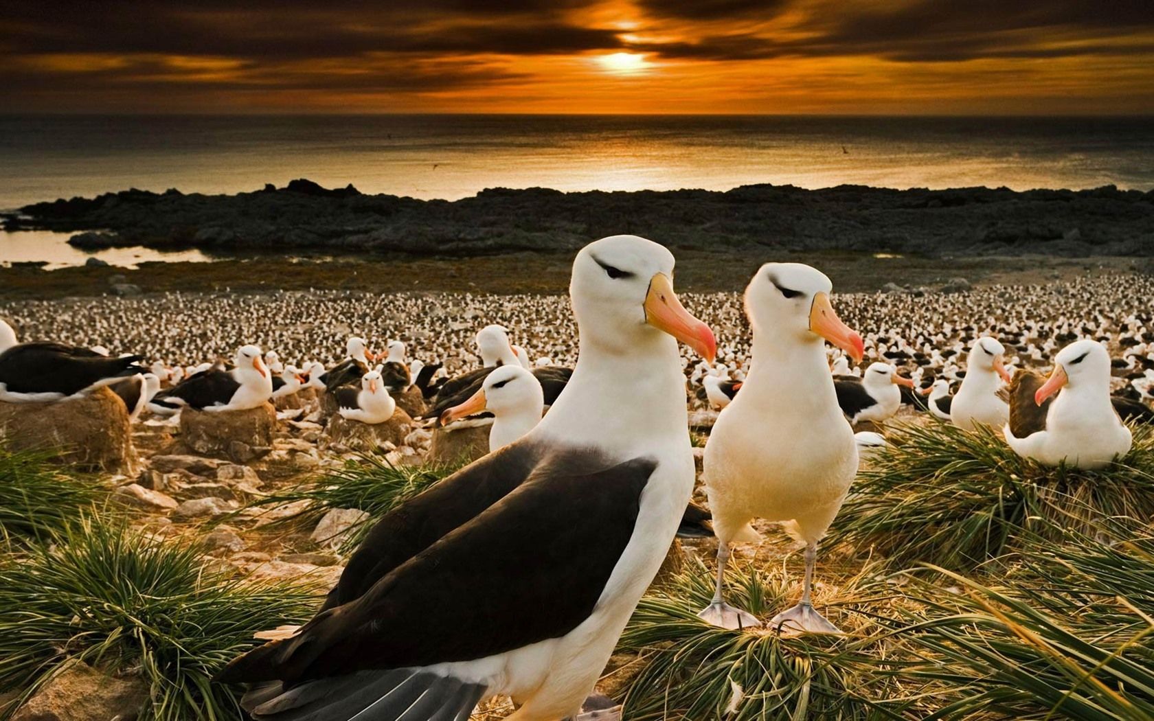 1680x1050 Wallpaper Falkland Islands, Many Black Browed Albatrosses, Birds 1920x1080 Full HD 2K Picture, Image