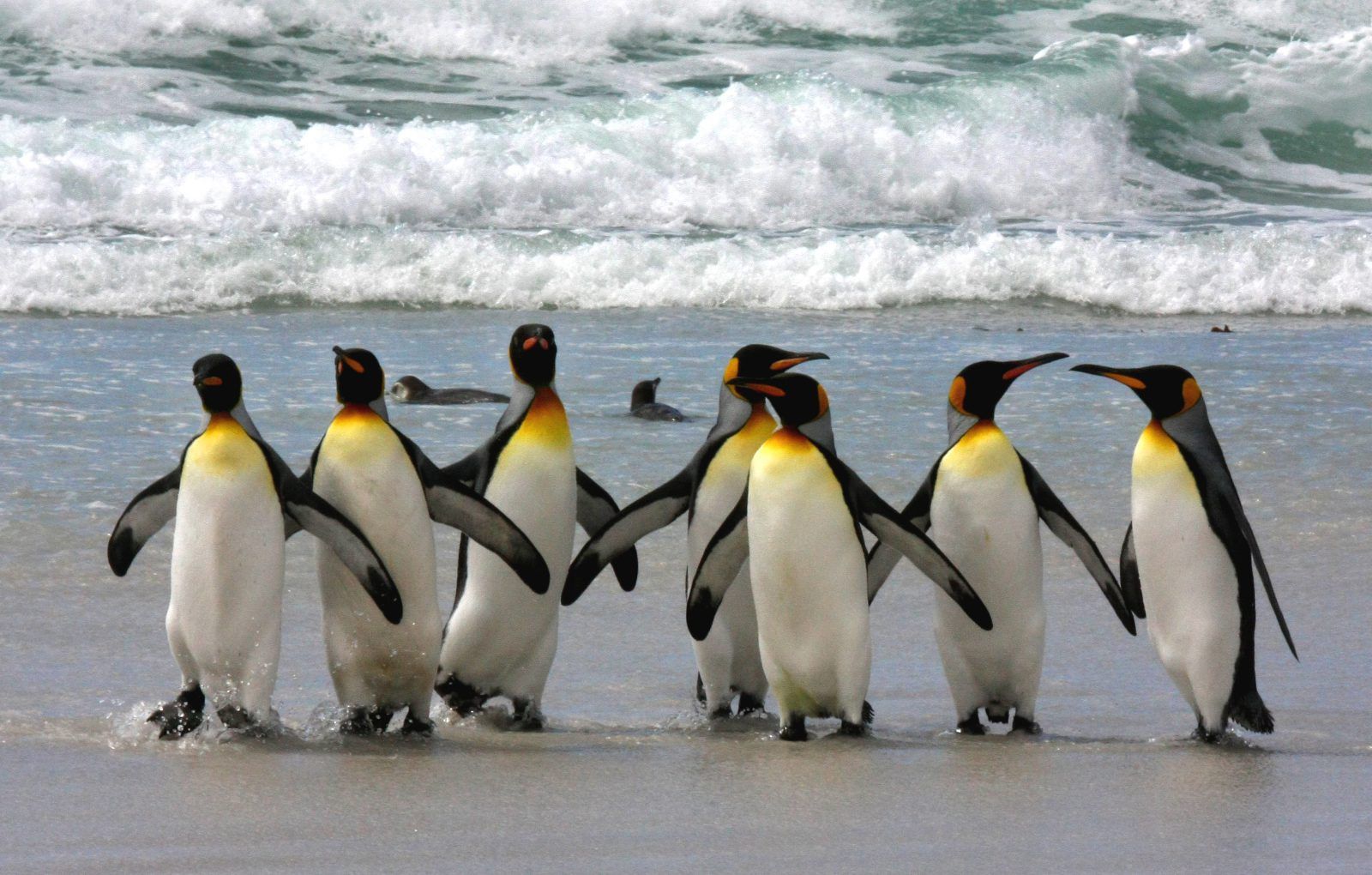 1600x1020 Downloads. Falkland Island Holidays