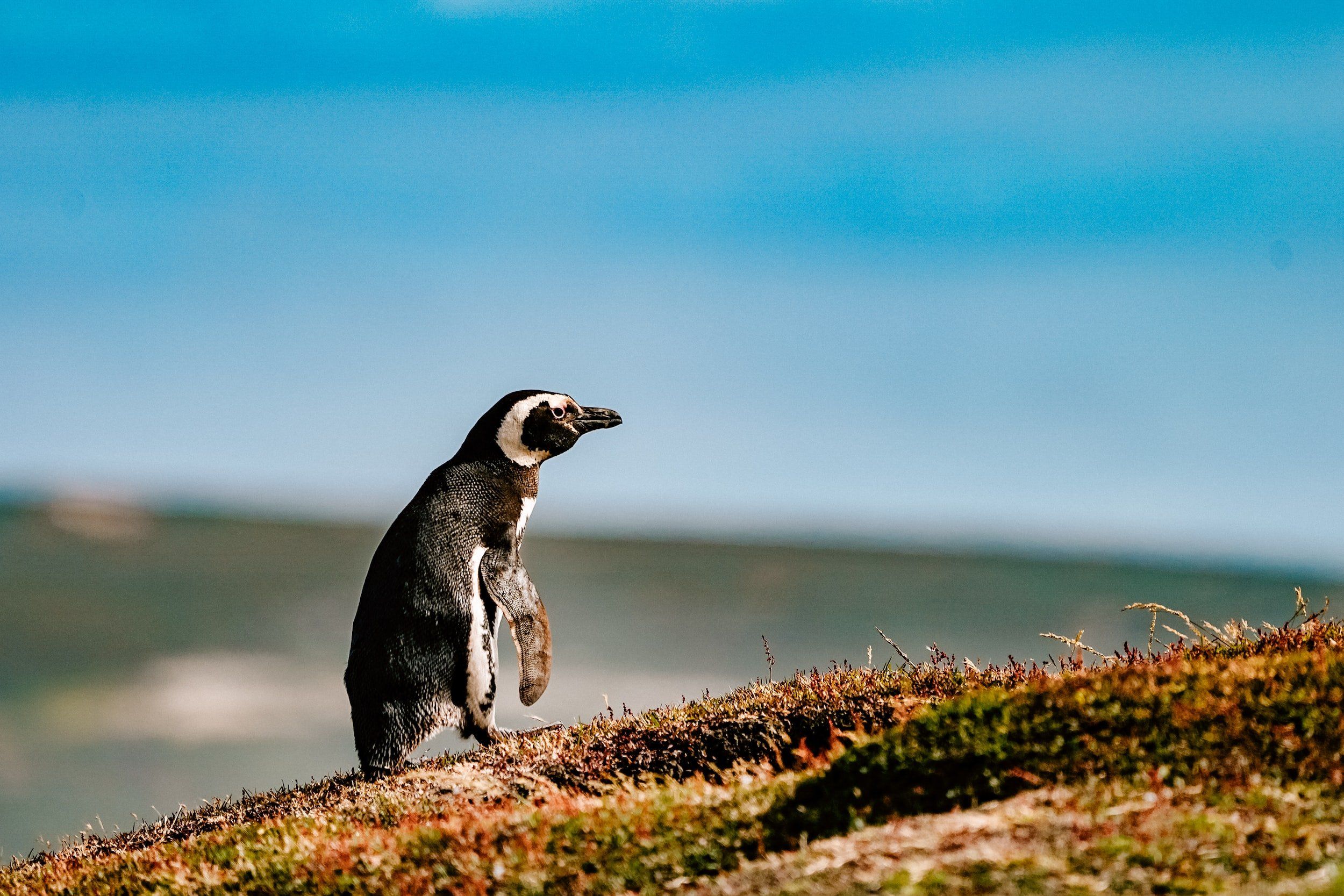 2500x1667 FALKLAND ISLANDS