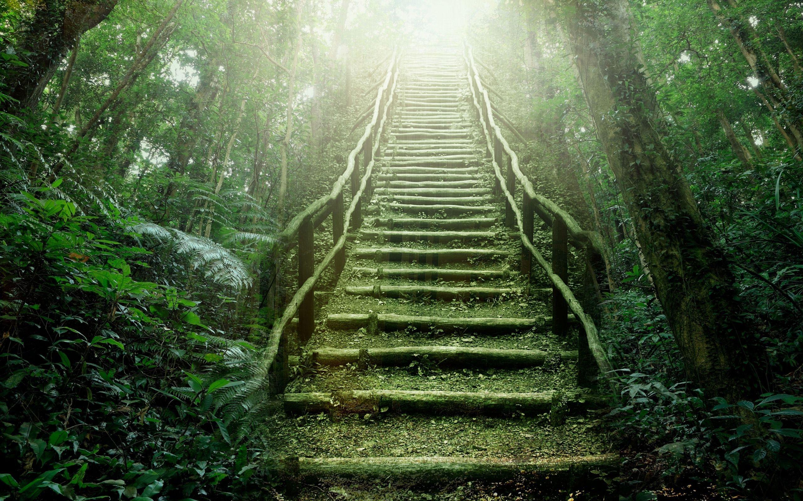 2560x1600 Rainforest Wallpaper (24)