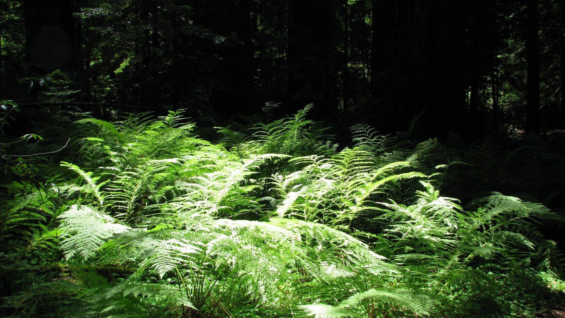 1920x1080 Ferns Tag wallpaper: DEEP FOREST FALLS New Zealand Nature Waterfall