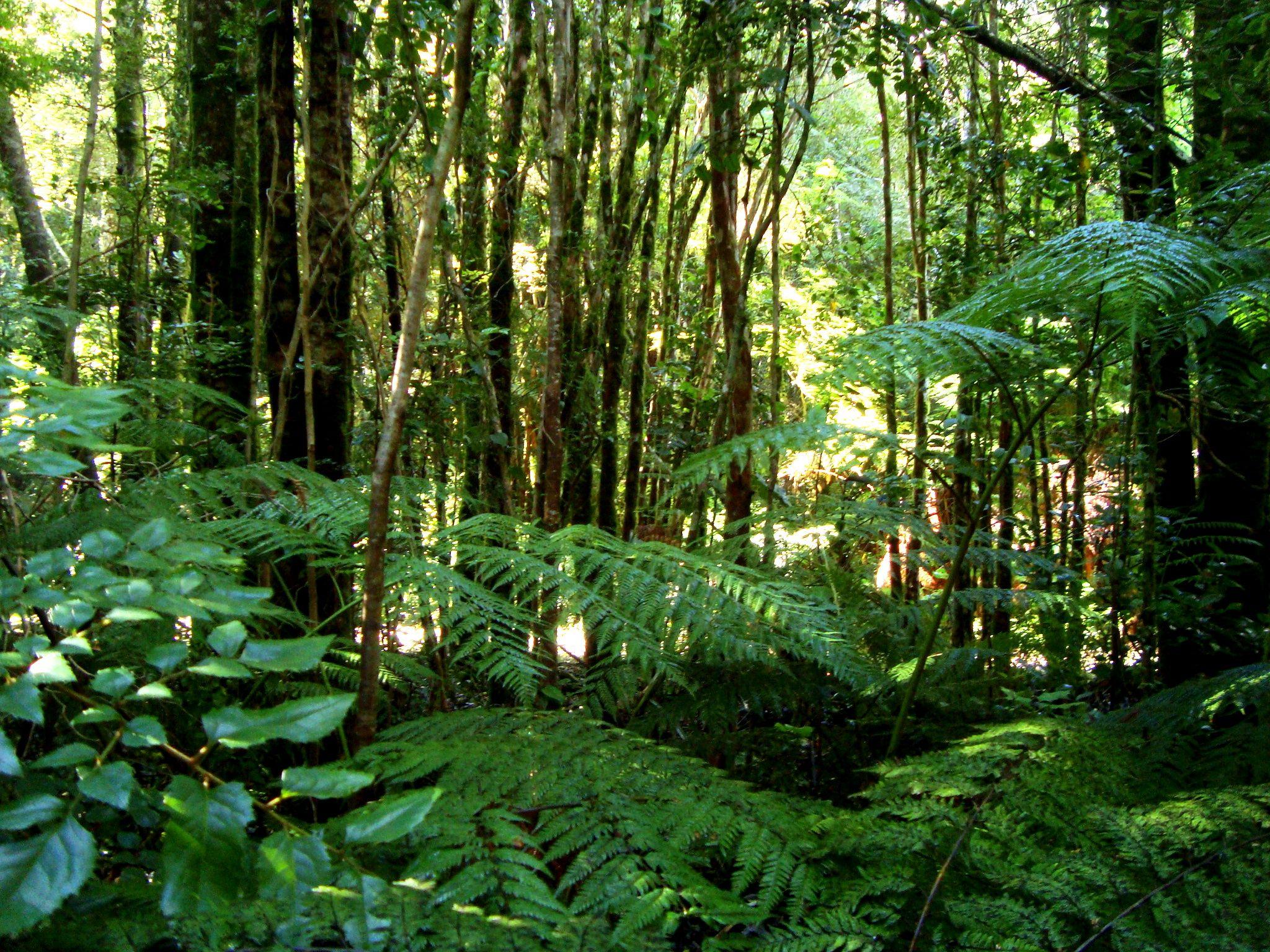 pacific northwest rainforest