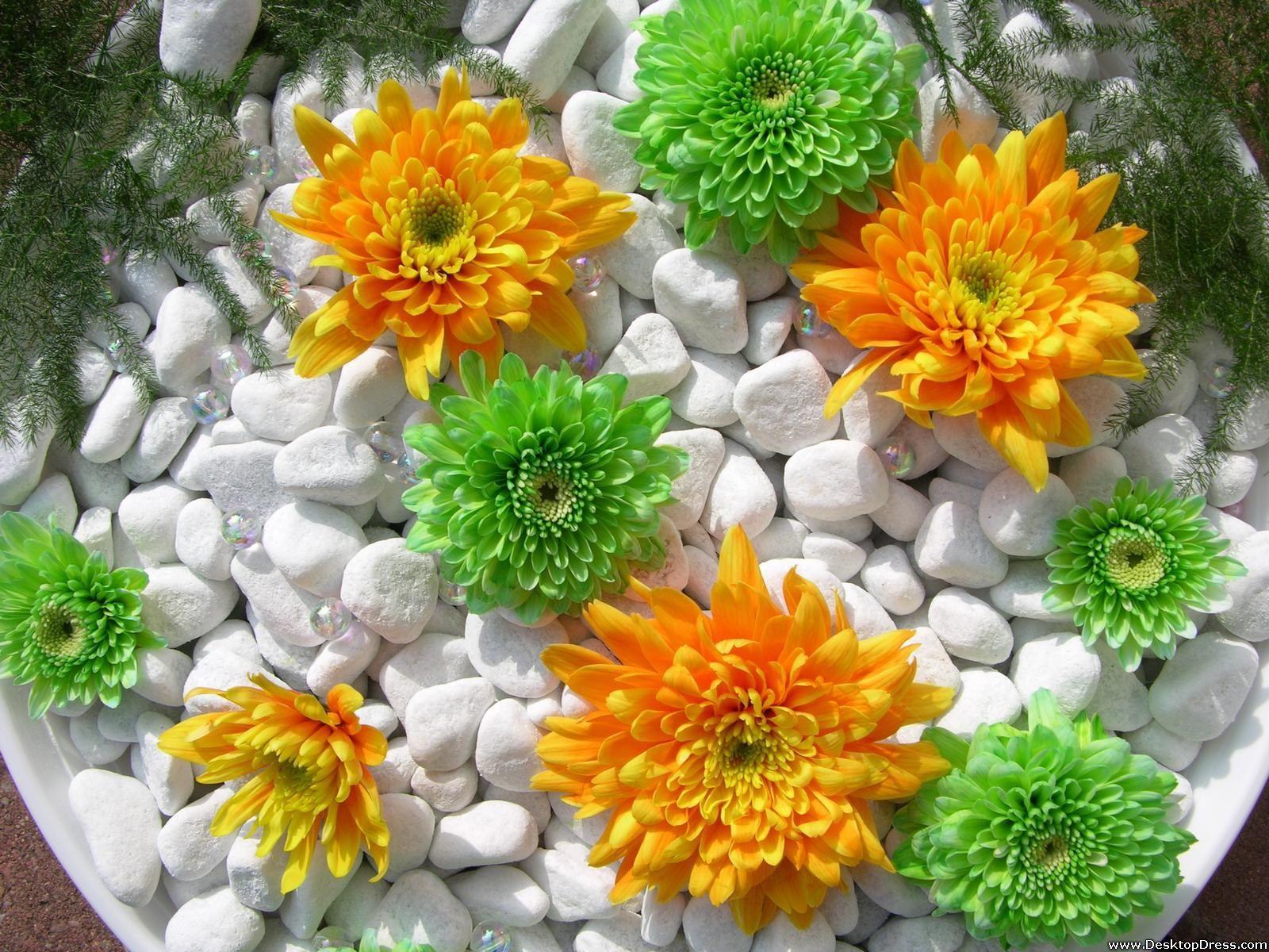 1600x1200 Desktop Wallpaper Flowers Background Green and Orange Dahlia
