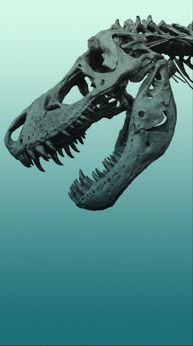 671x1200 T rex skull wallpaper