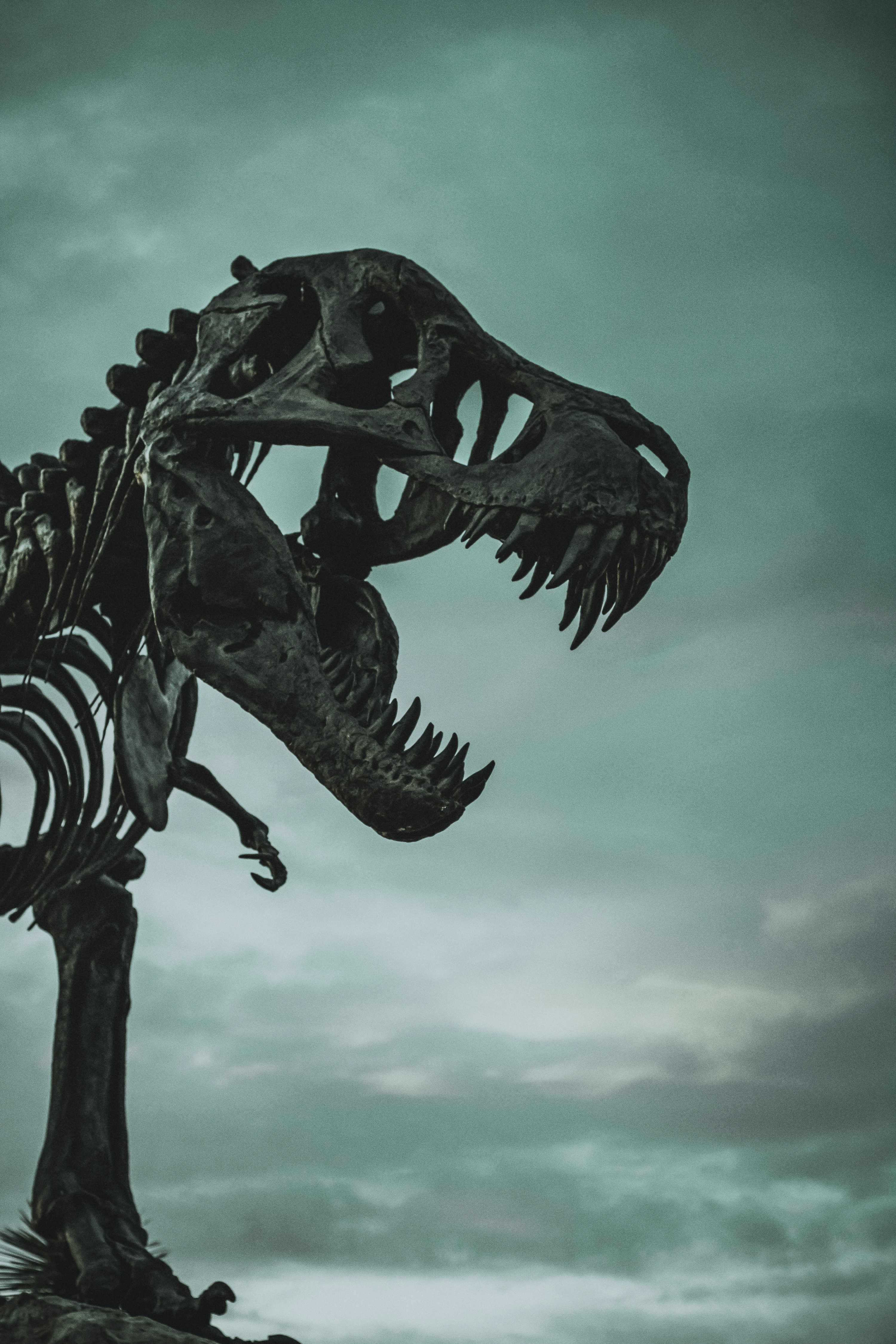 3000x4500 Tyrannosaurus Rex Picture. Download Free Image