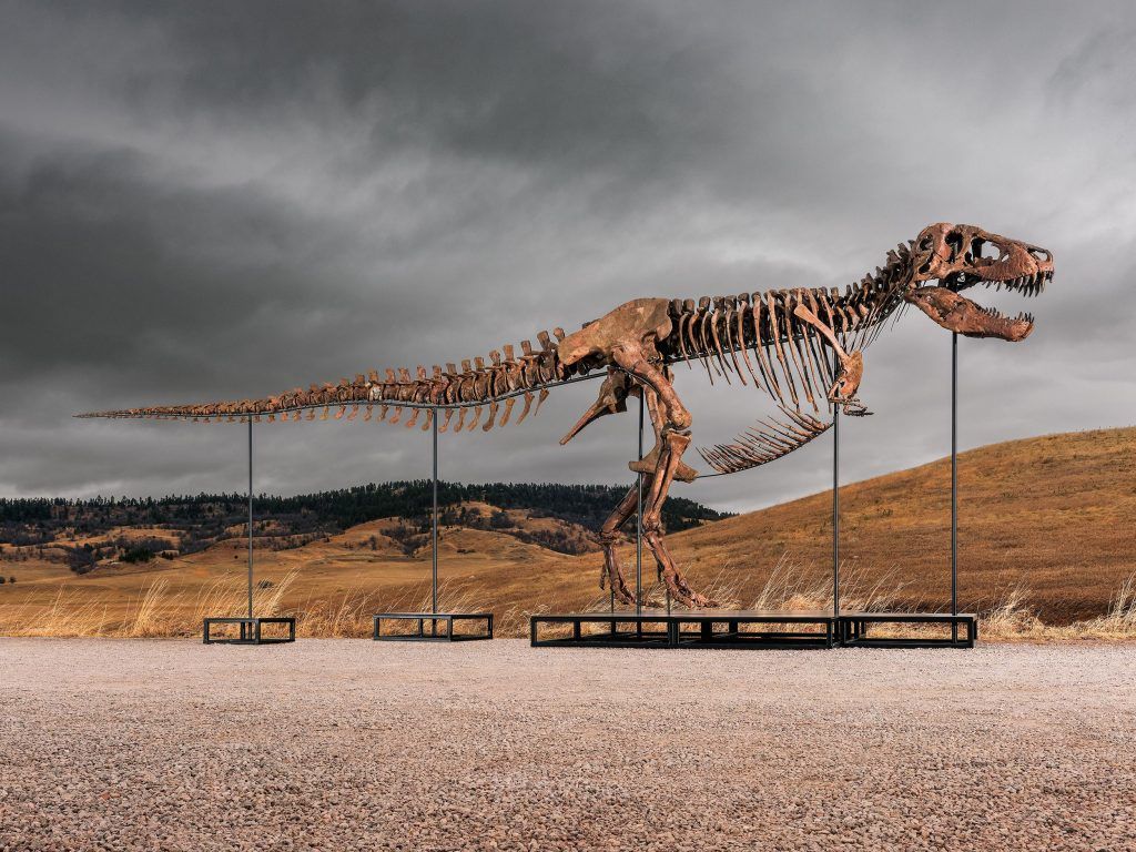 1024x768 Gus” Sells For A Record Breaking $50.1 Million At Sotheby's Natural History Auction