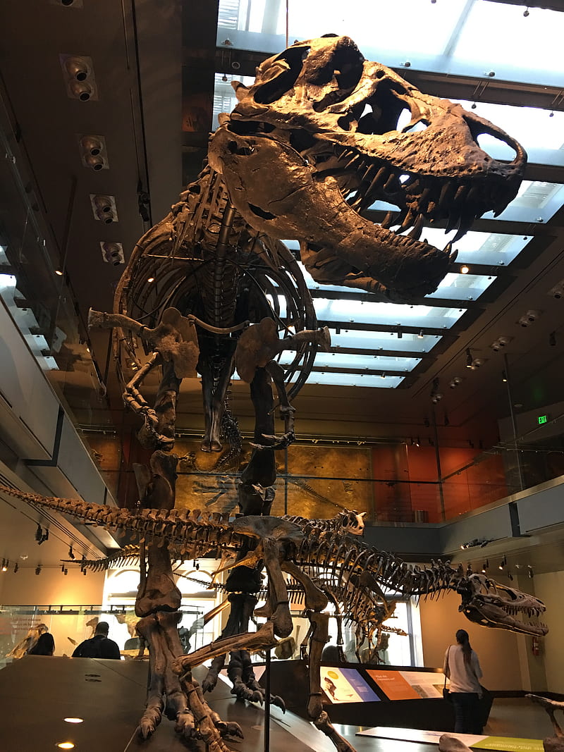 800x1067 T Rex, Bones, Cool, Dinosaur, Huge, Roar, Scary, Skeleton, Teeth, Trex, HD Phone Wallpaper