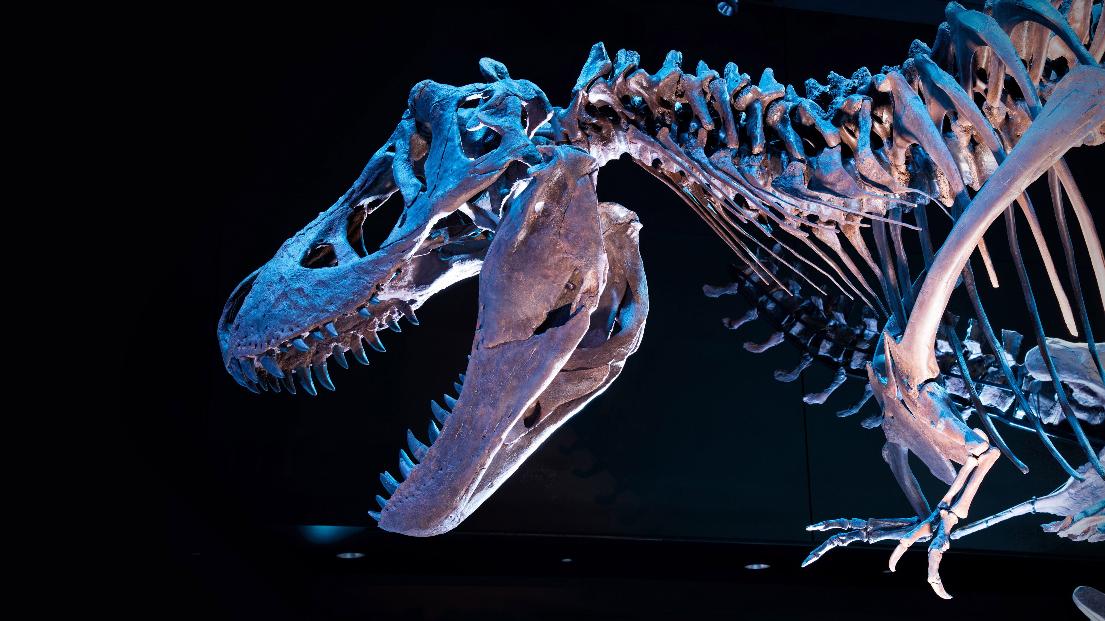 3840x2160 Tyrannosaurus rex skeleton on black background Desktop wallpaper 1600x1200