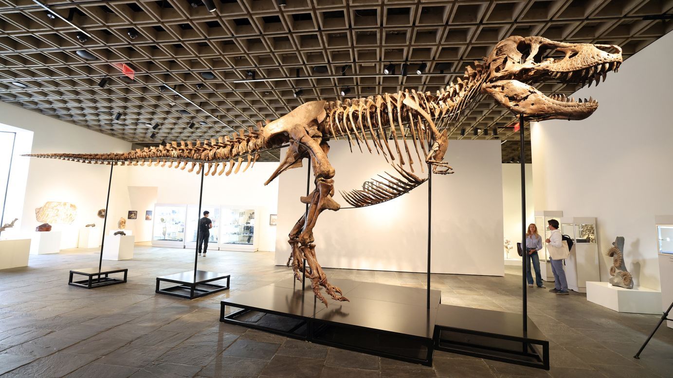 1383x778 Rare T. rex fossil sells for record $50.1 million at auction