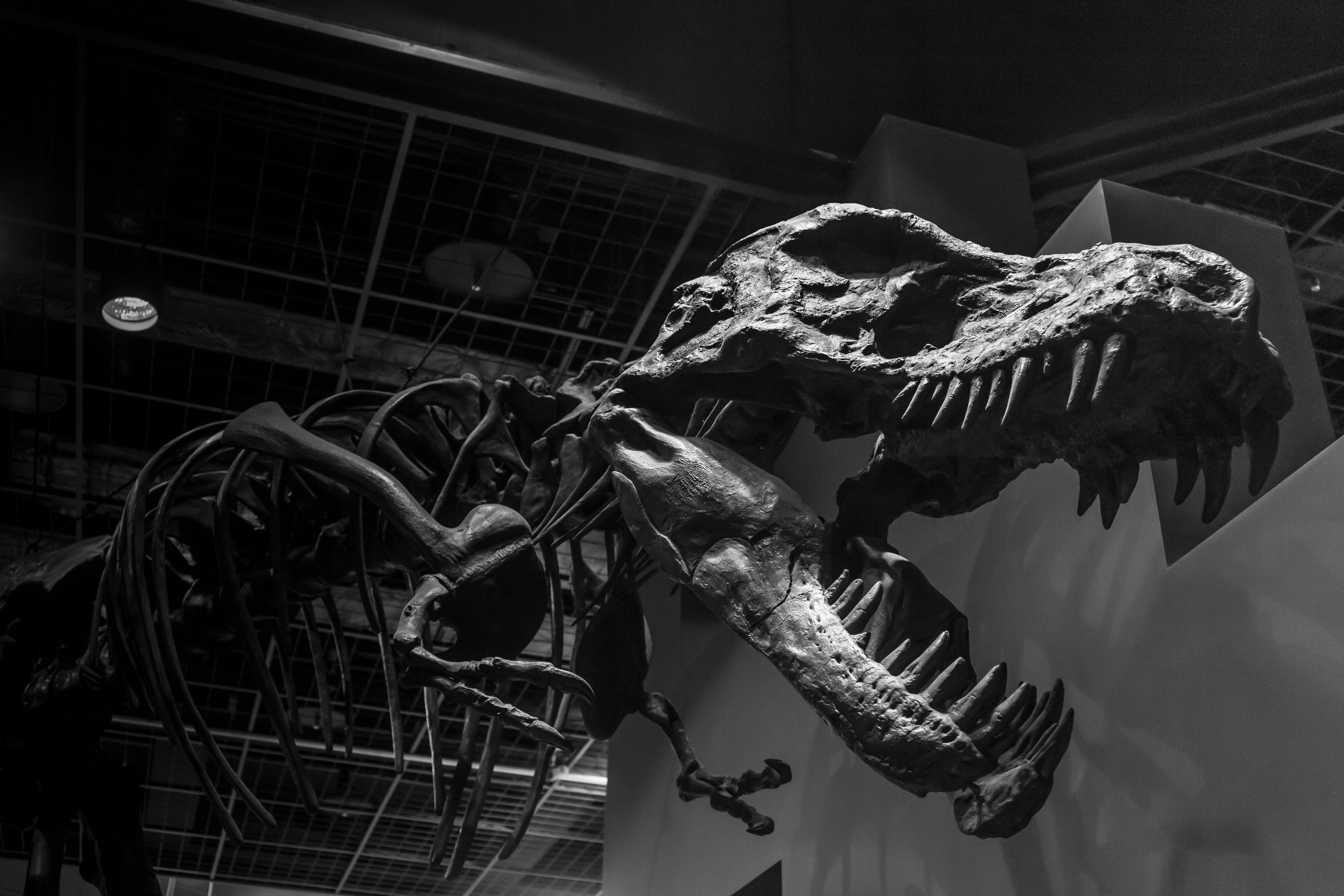 5472x3648 Monochrome T. Rex Skeleton: A Stunning 4K Ultra HD Wallpaper