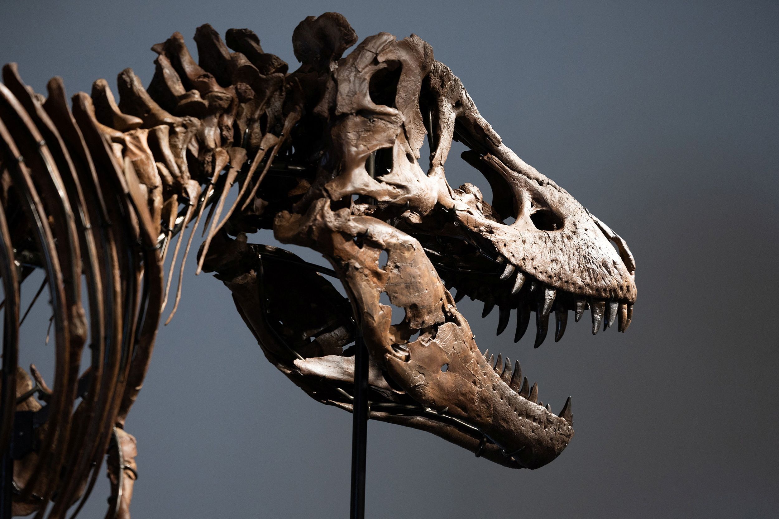 2500x1666 Rare T. rex fossil sells for record $50.1 million at auction