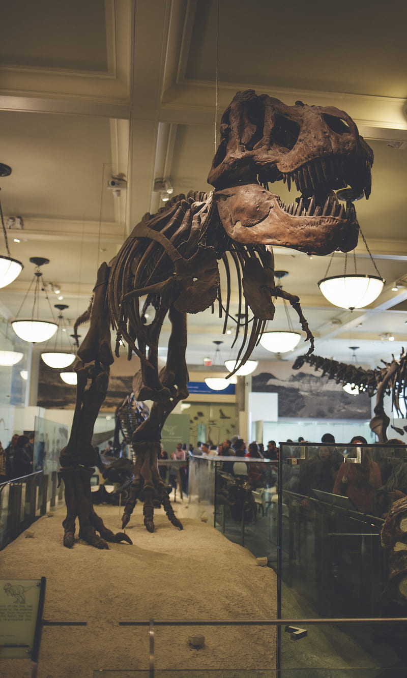 800x1333 T REX, Animal, Dino, Museum, Skull, HD Phone Wallpaper