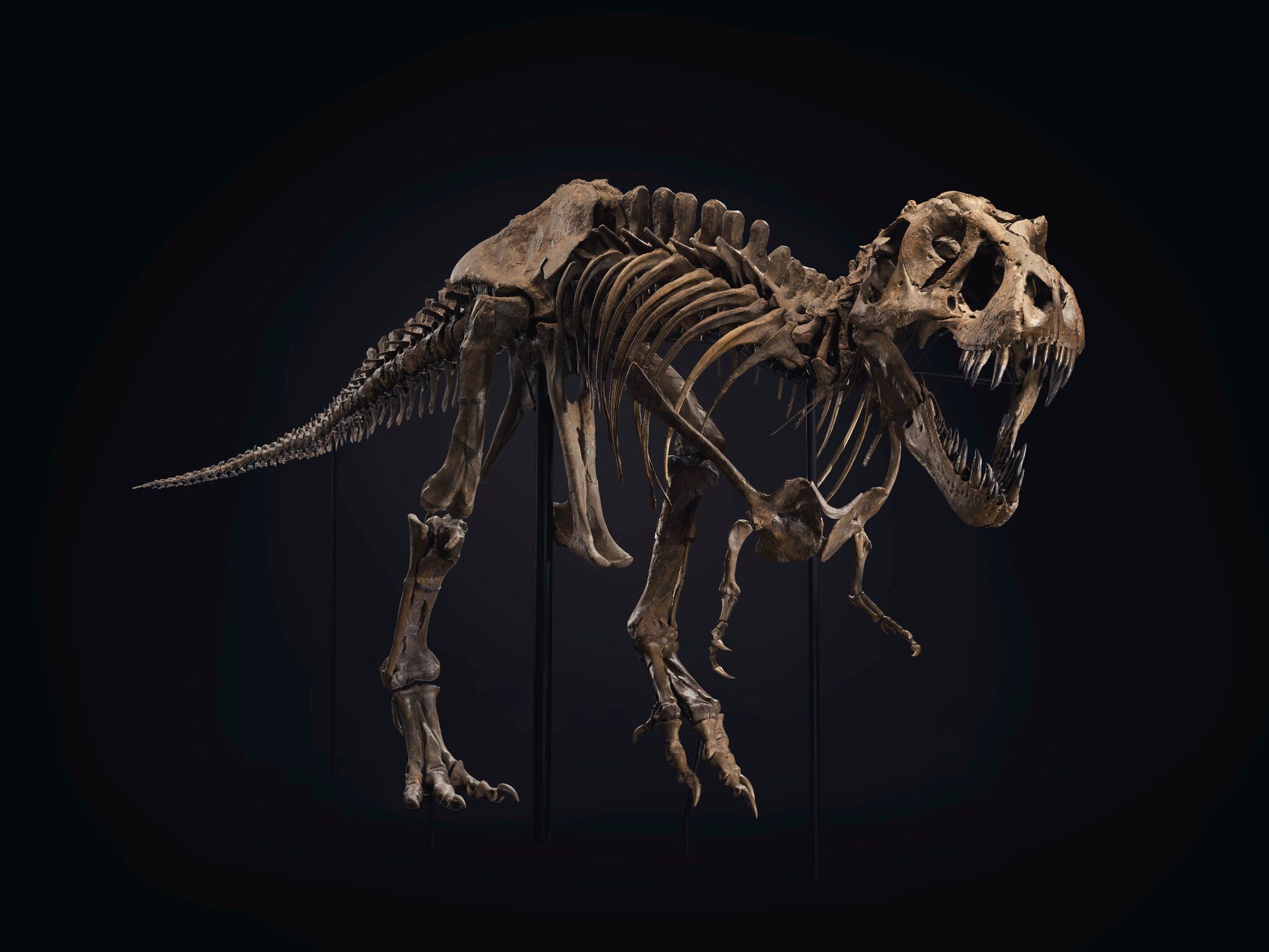 2048x1537 A T. Rex Skeleton Arrives in Rockefeller Center Ahead of Auction
