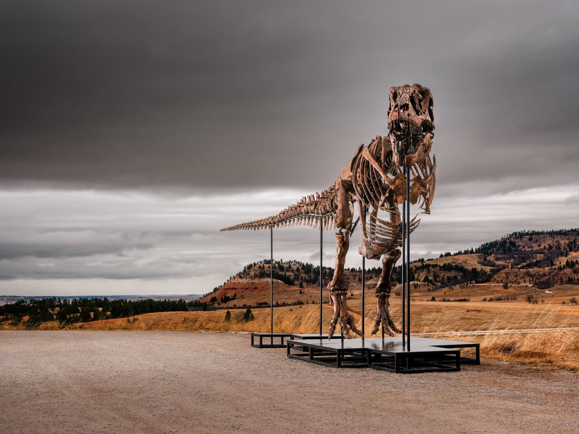 1920x1440 Gigantic T. Rex to Star in Sotheby's Geek Week