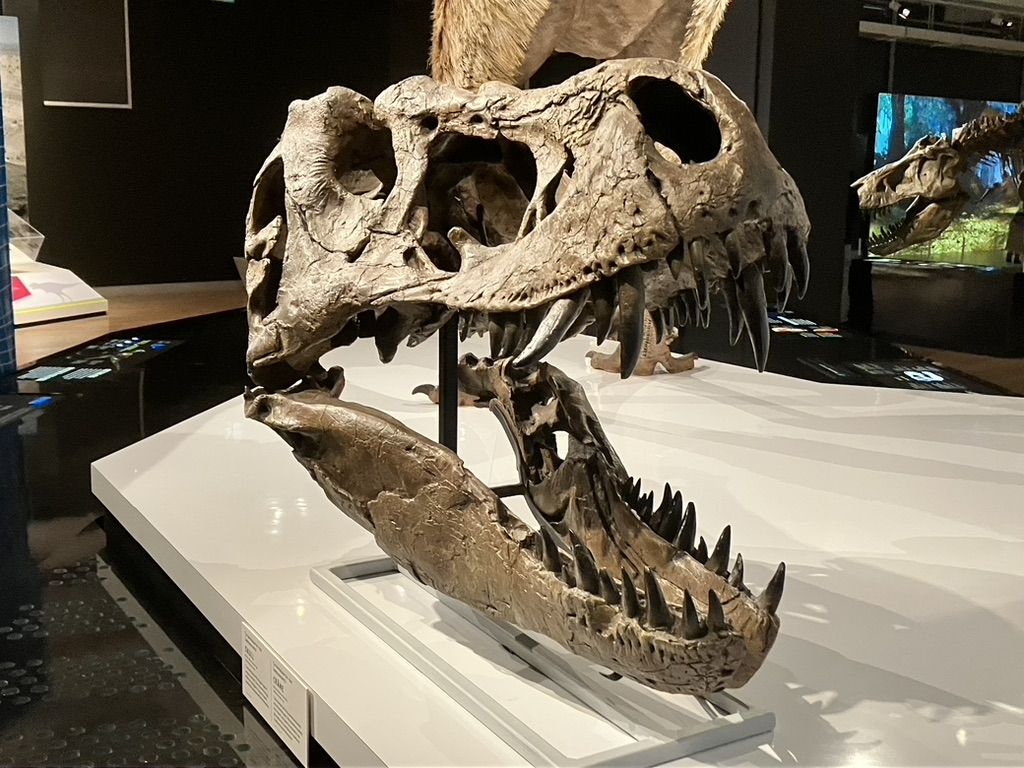 1024x768 T. Rex: The Ultimate Predator Image Gallery