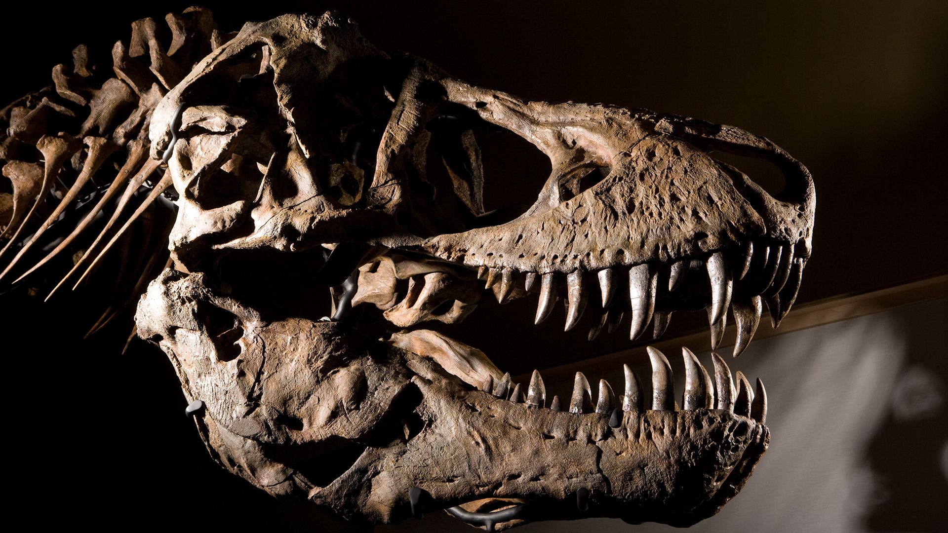 1920x1080 Tyrannosaurus rex: Facts and photo of the dinosaur king