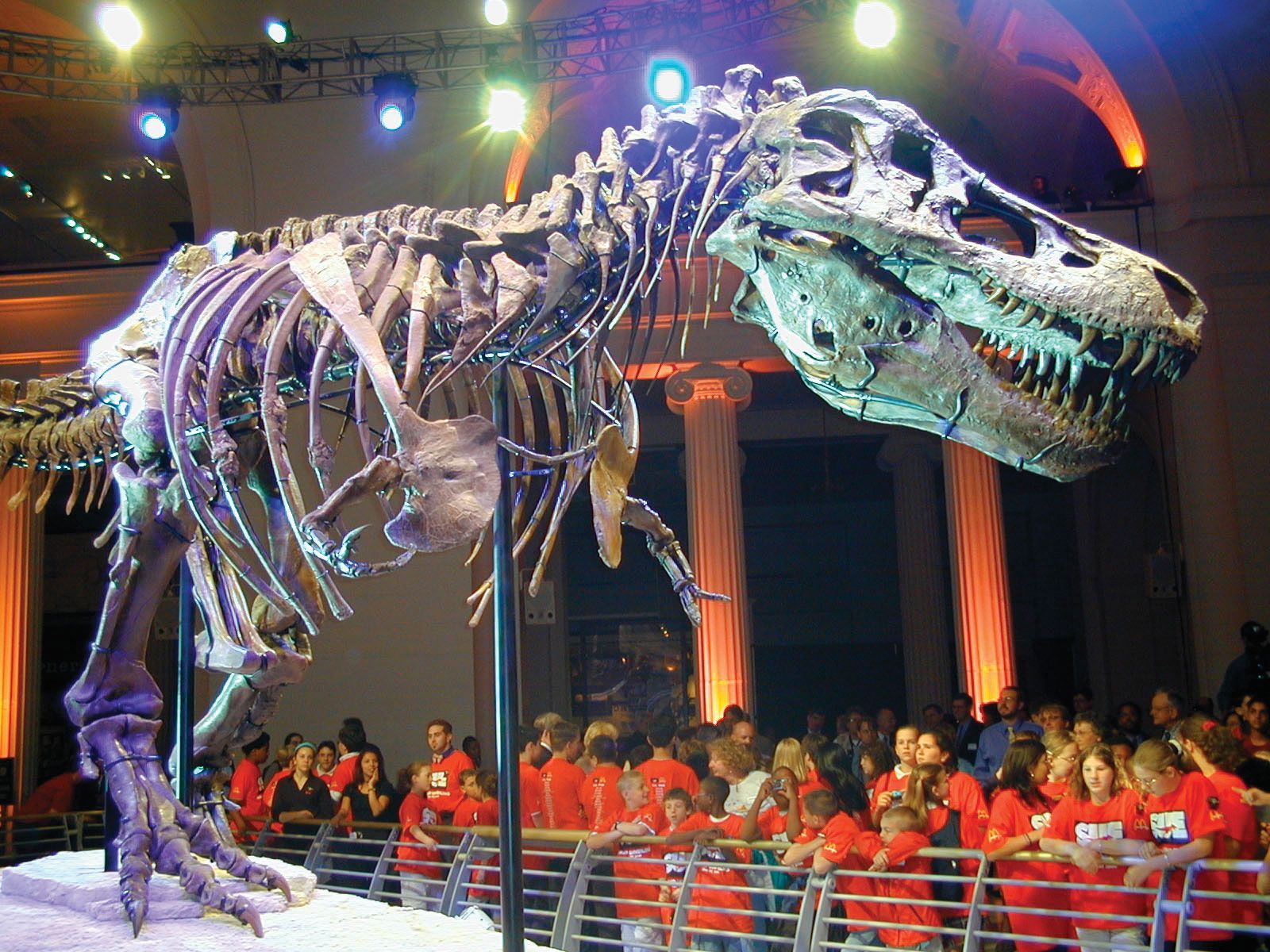 1600x1200 Sue. Fossil, History, & Facts