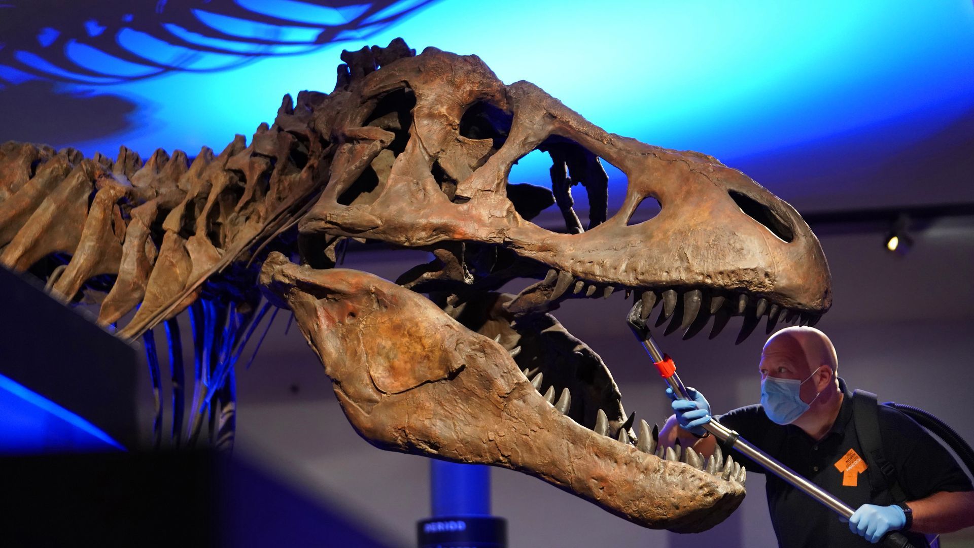 1920x1080 Two and a half billion T. rex dinosaurs once lived, study finds