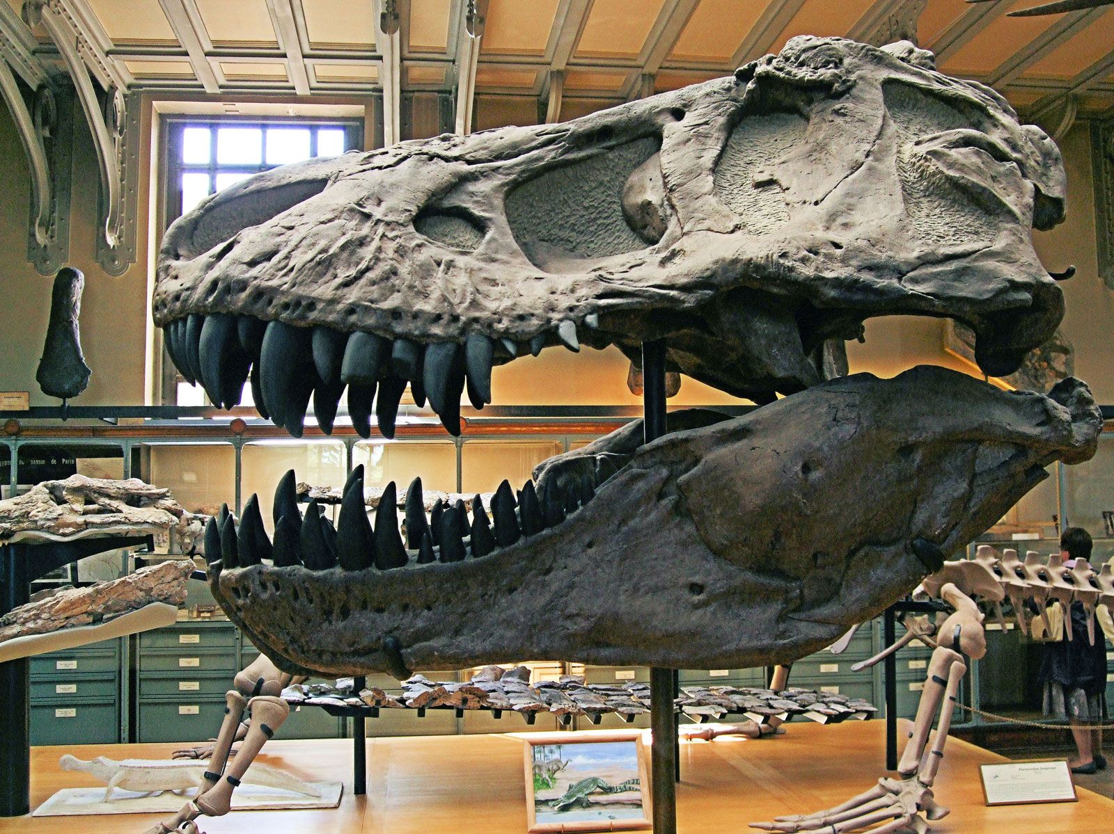 1600x1199 Tyrannosaurus rex. Description, Dinosaur, & Facts