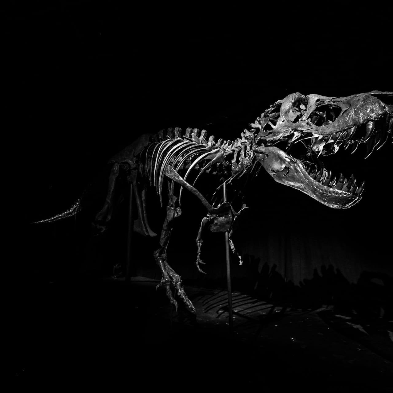 1280x1280 Stan the T. rex' Finds a Home in the Natural History Museum Abu Dhabi