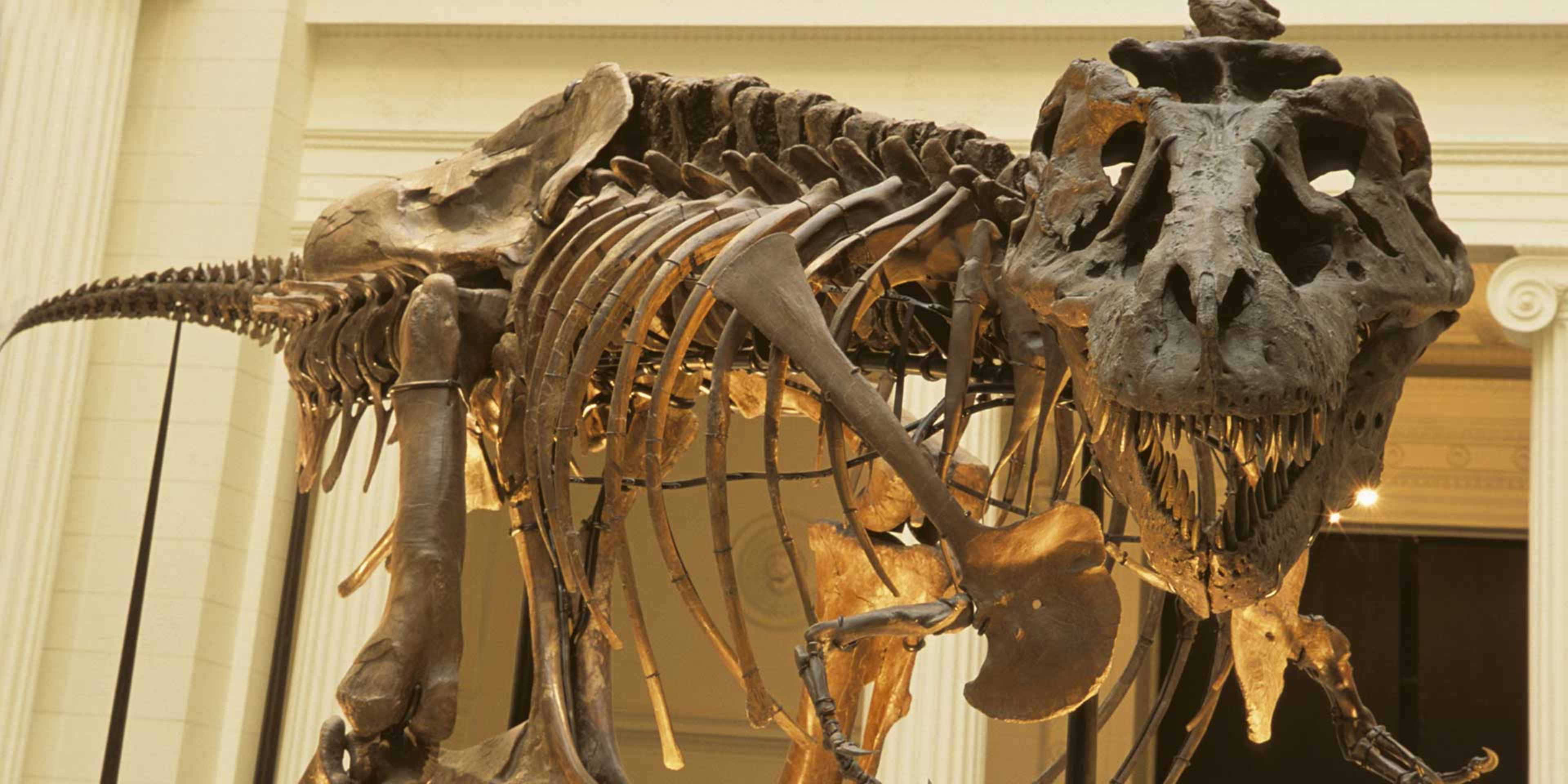 3840x1920 Sue the T. Rex: 6 Facts About the Famous Dinosaur Fossil