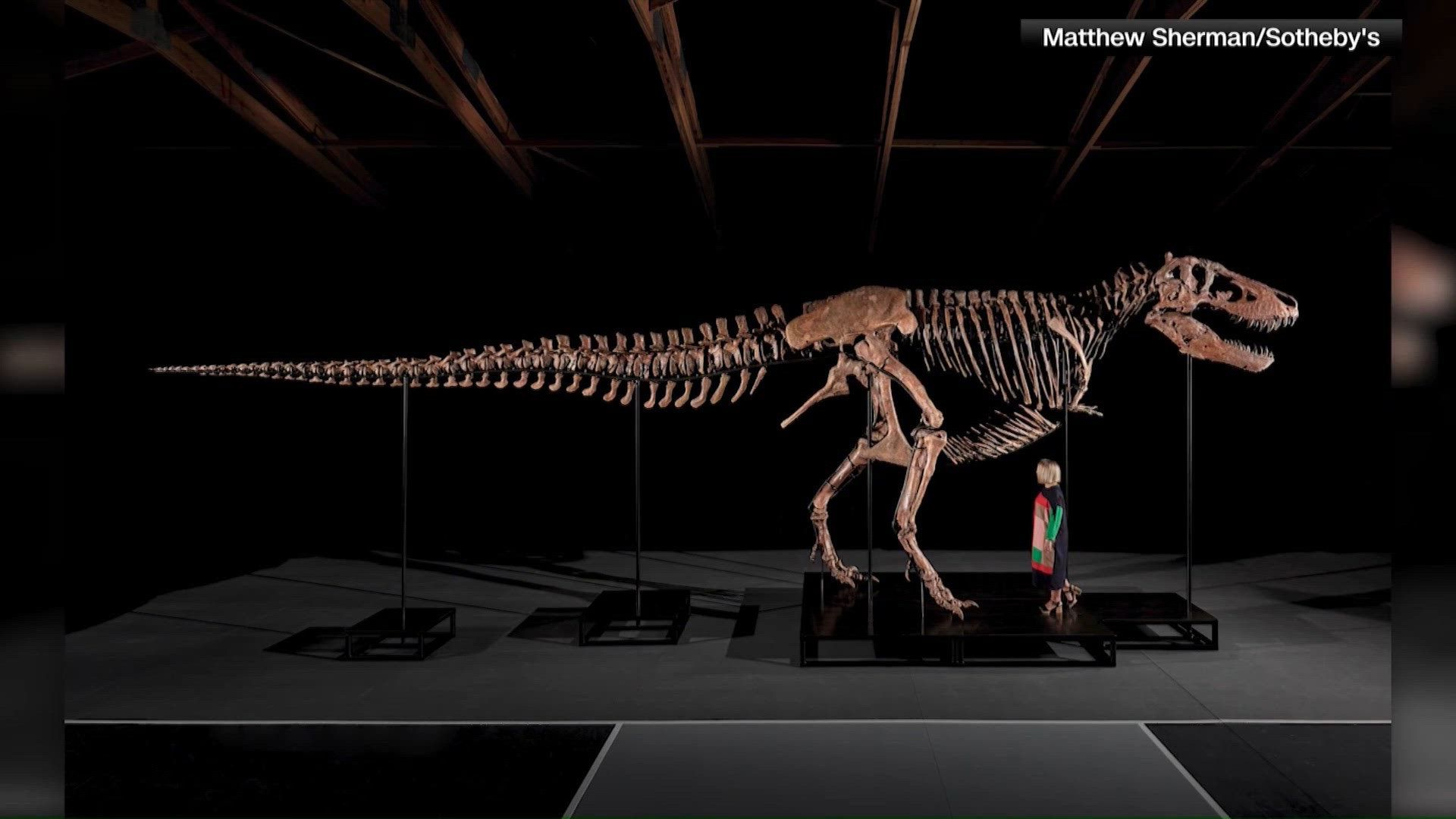1920x1080 One of the largest and most complete T. rex fossils sells for $50.1M