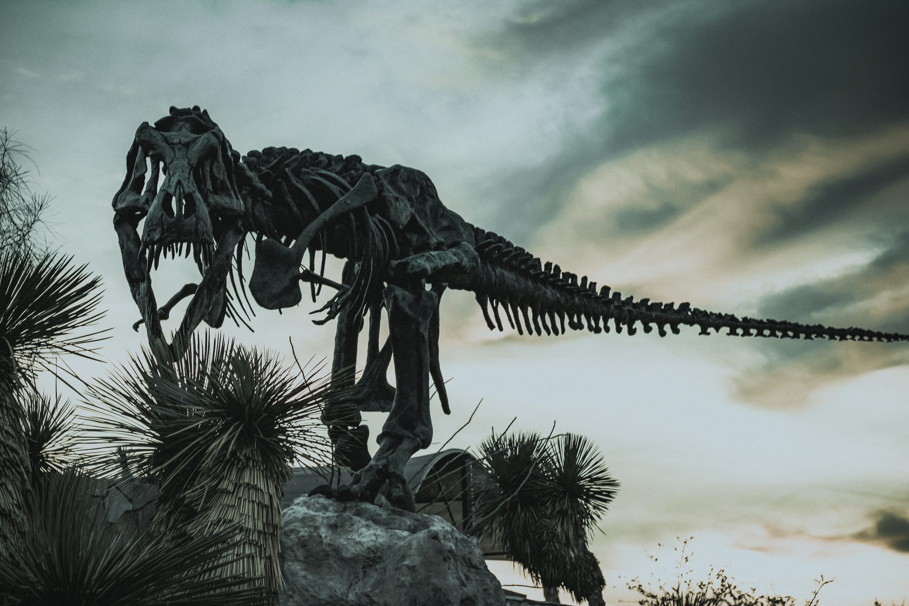 3000x2000 Tyrannosaurus Rex Picture. Download Free Image