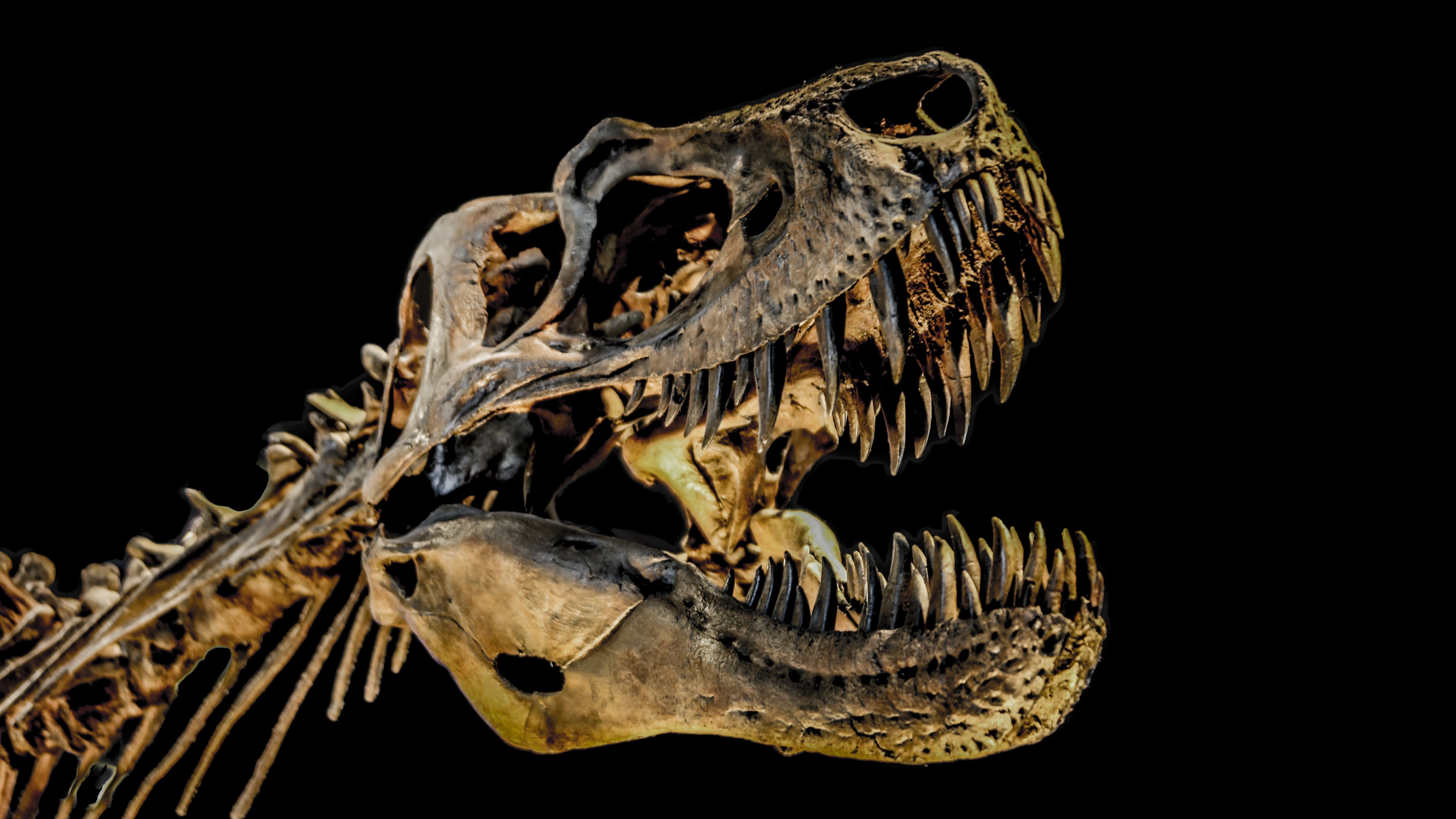 5760x3240 T. rex fossil trade hurting scientific research, study claims