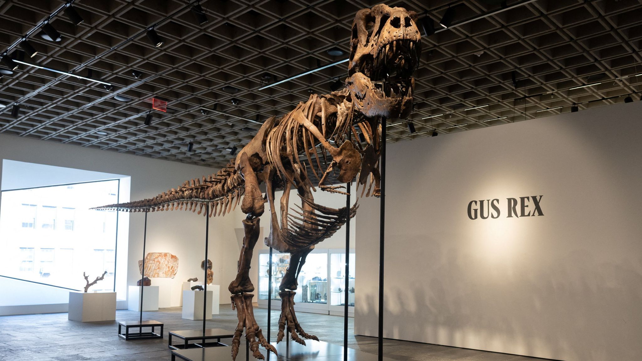 2048x1152 Gus The $50m T Rex Breaks Dinosaur Fossil Sale Record At New York Auction. Science, Climate & Tech News