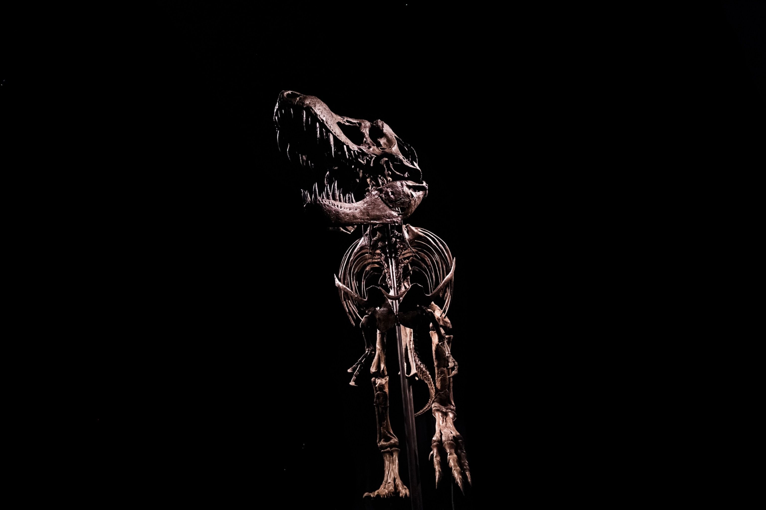 3072x2048 Stan the T. rex found! World's most expensive fossil finds home in a new museum