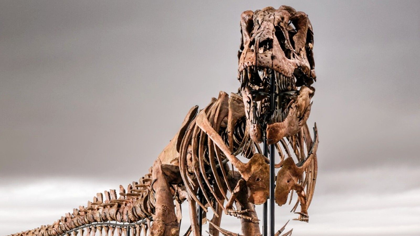 1600x900 67 Million Year Old T Rex Expected To Sell For $30 Million At Auction