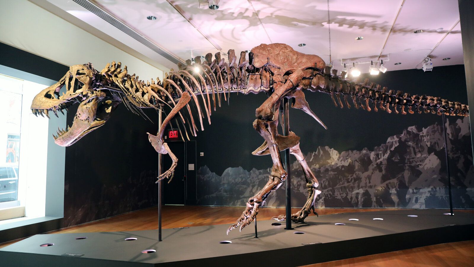1600x900 Mystery Solved: Stan, the T. Rex, Went to Abu Dhabi