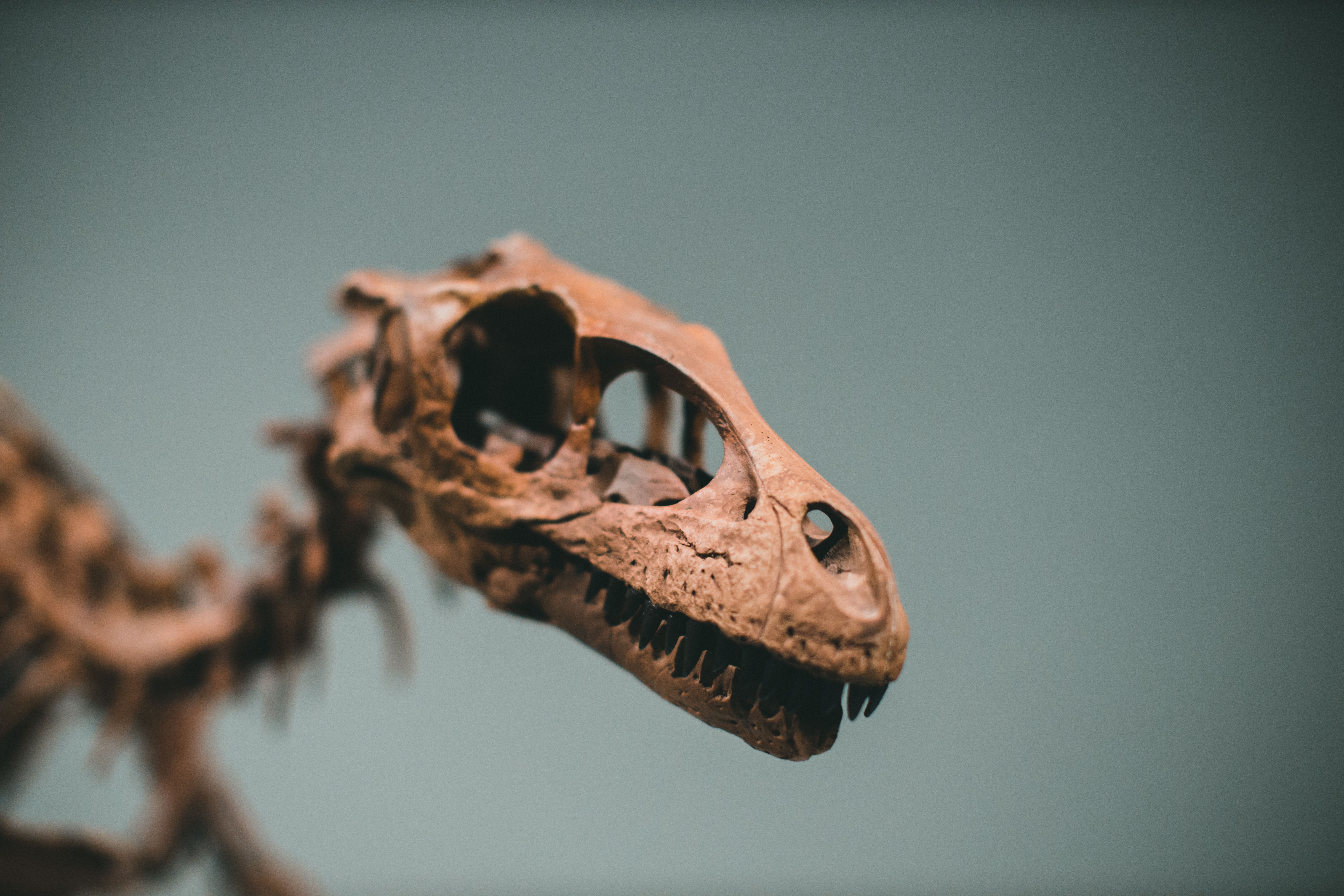 6720x4480 A Dinosaur Skull · Free