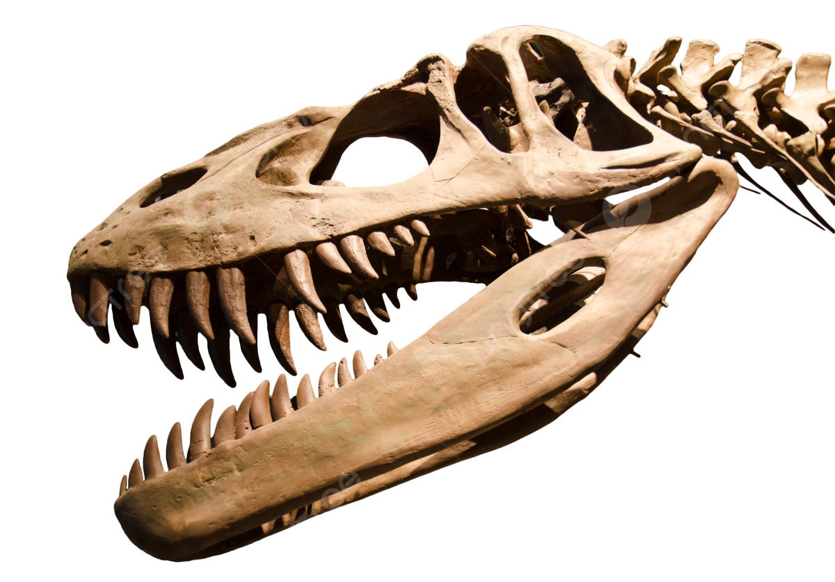 1200x837 Dinosaur Skeleton Over White Isolated Background T Rex Old Animal Photo, T Rex, Old, Animal Background Image And Wallpaper for Free Download
