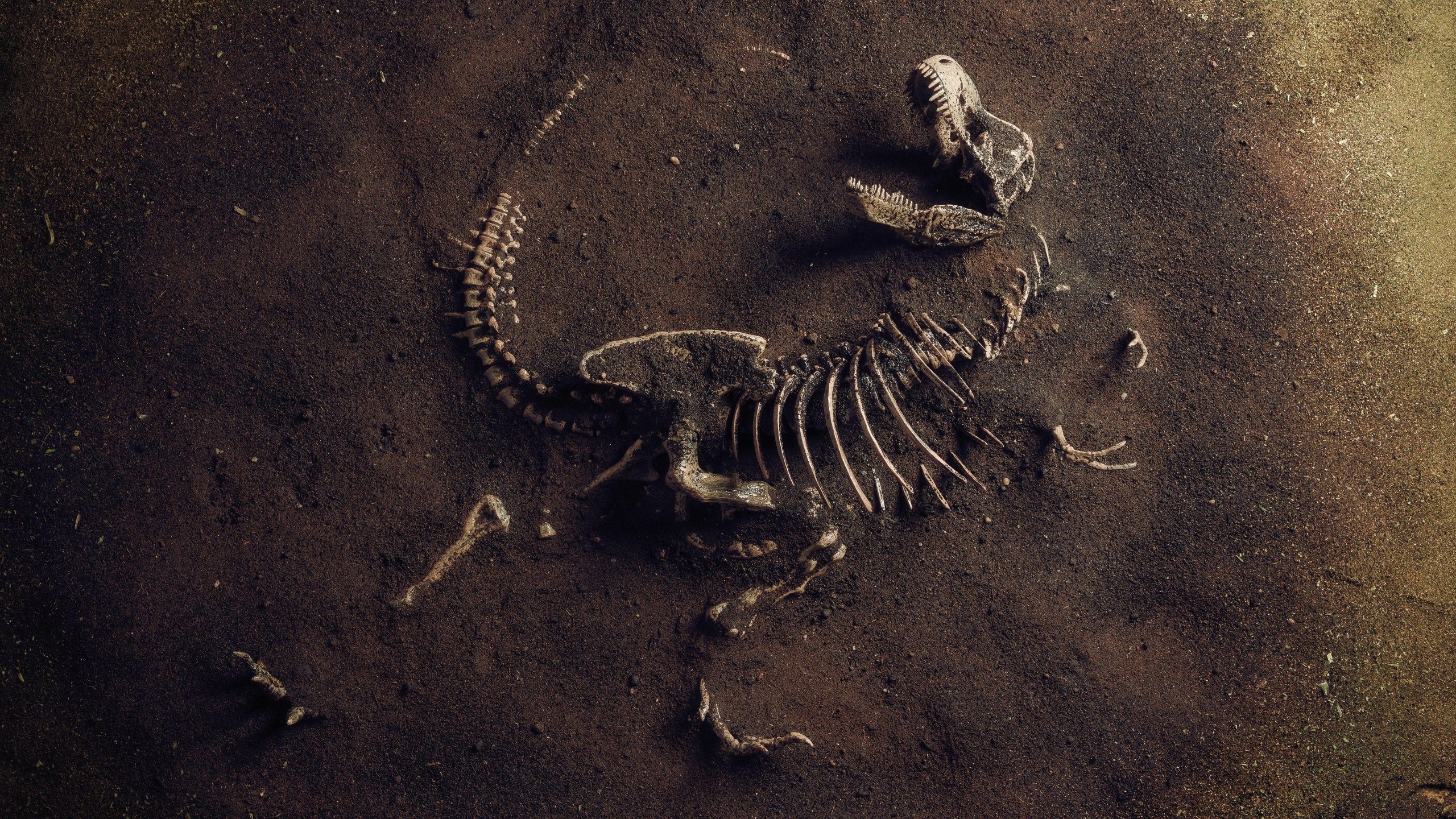 2560x1440 KU Paleontologists Finish Excavation Of 'rare' Baby T Rex